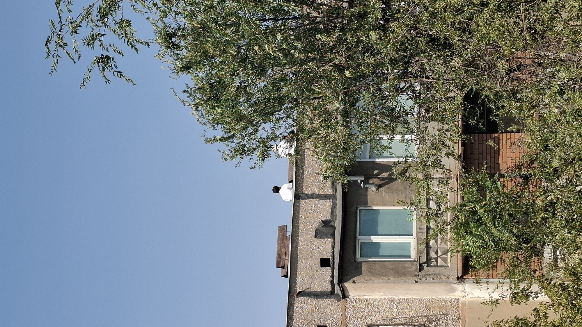 Two individuals are observed on the roof of a concrete building, with a large, leafy tree in the foreground obscuring part of the structure. The individual closer to the left is wearing a white shirt and dark pants, facing away from the camera. To the right of this person, another individual is partially visible, also appearing to be wearing a white garment and a hat. The building itself has a textured concrete facade and features two visible windows with white frames. The sky is a clear, light blue. The scene is located in Shymkent, Kazakhstan.