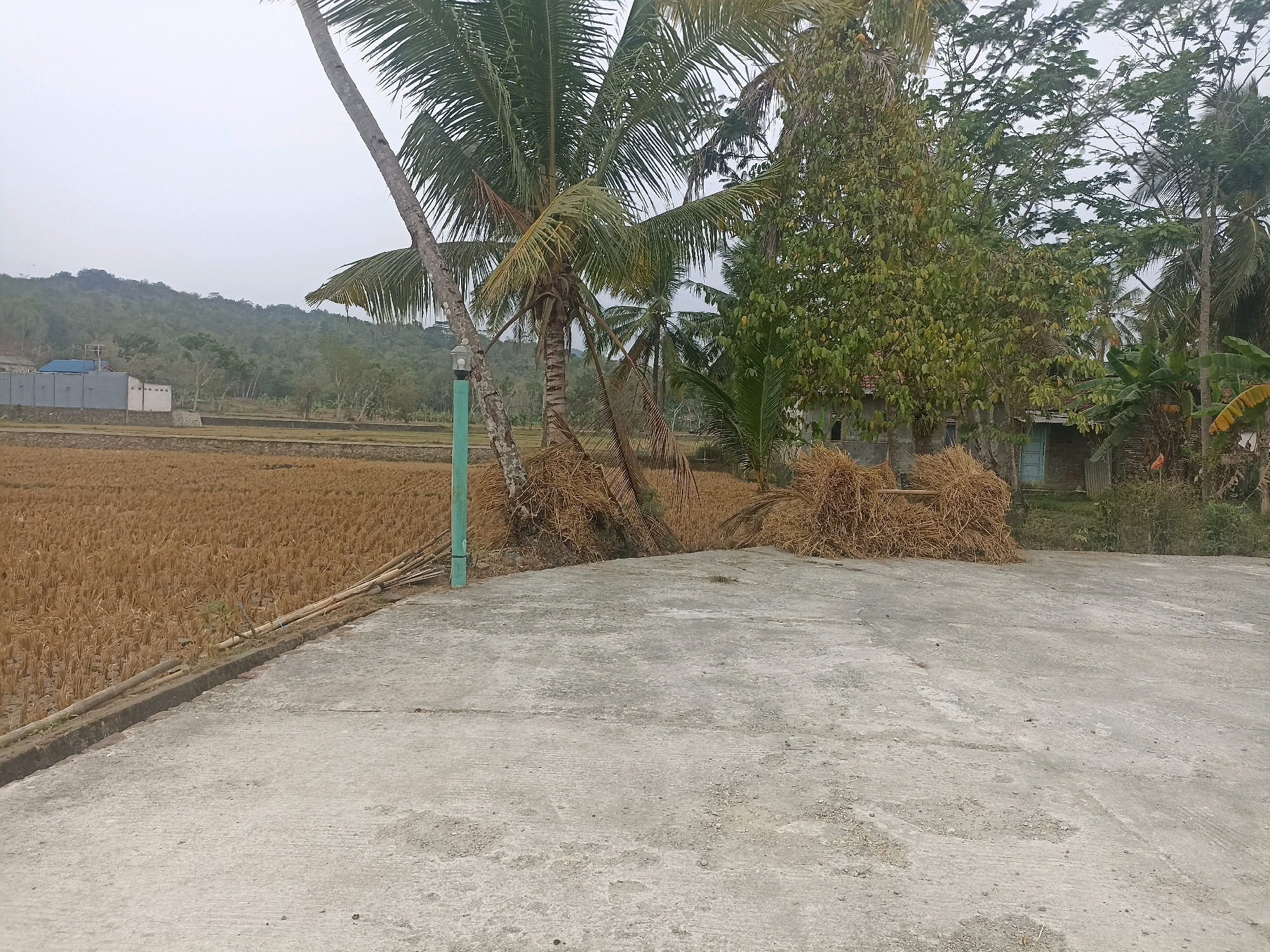A rural scene in Kebogoran, Indonesia, is depicted on an overcast day. In the foreground, a concrete path or patio occupies the majority of the frame, with a textured surface showing signs of wear. To the left, a harvested rice field, golden brown and dense with stubble, stretches into the middle ground, bordered by a low stone wall. A single, slender green post stands near the edge of the concrete.
Beyond the field, a few buildings are visible. On the far left, a long, gray structure with a blue roof and white accents appears to be some sort of industrial or storage facility. Further right, nestled amongst trees, are smaller, more traditional-looking buildings with corrugated metal roofs and weathered walls. One of these has a light blue door.
Dominating the middle and right side of the image are several tall coconut palm trees, their fronds creating a partial canopy against the sky. Two large piles of dried straw or hay are stacked on the ground near the trees, suggesting agricultural activity. The background is filled with lush green vegetation and rolling hills, veiled in a soft mist due to the cloudy weather. The overall impression is one of a quiet, agricultural landscape. There are no people or animals visible in the image.