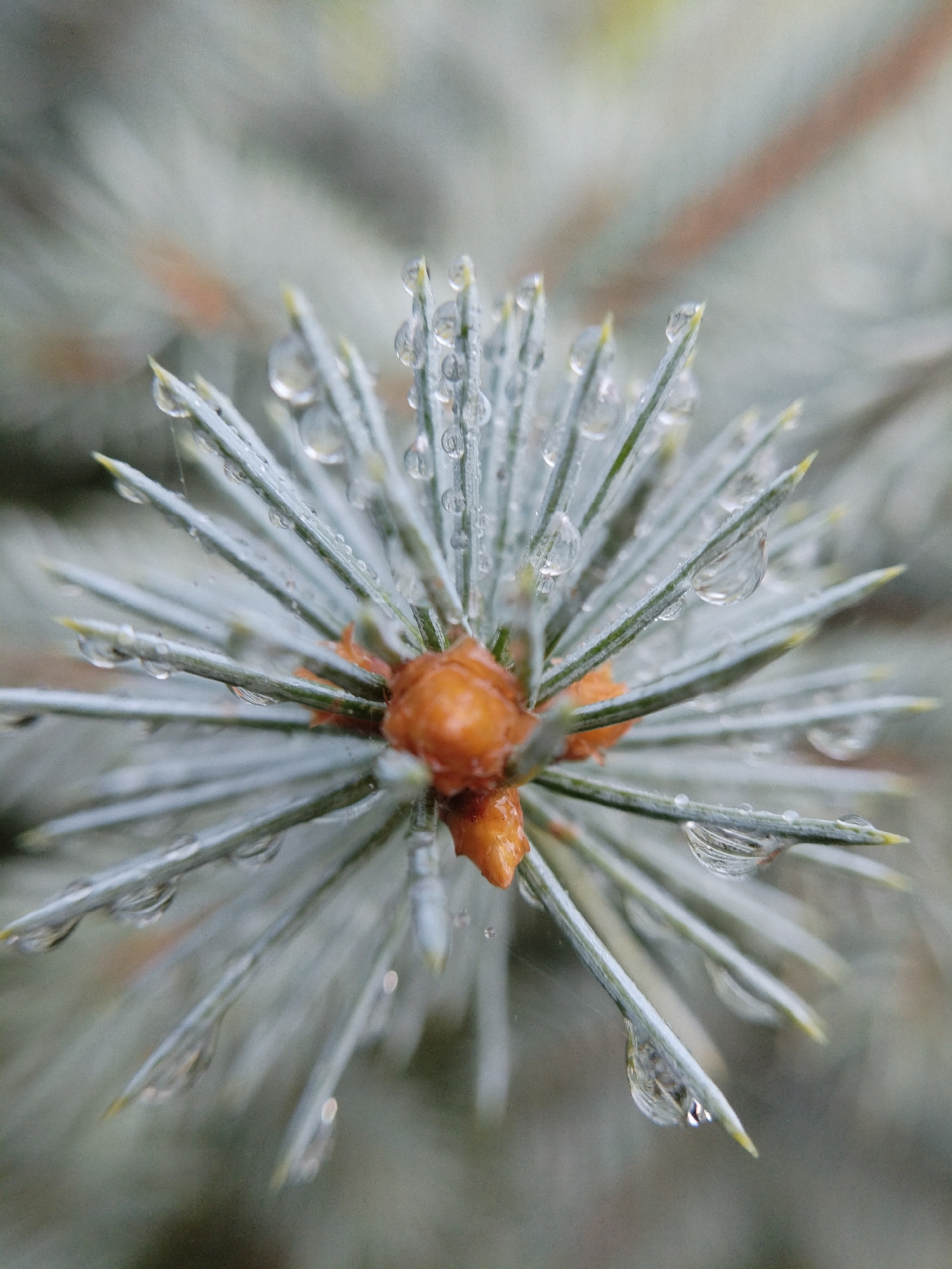 This is a close-up, macro photograph of a pine branch with dew or raindrops clinging to its needles. The pine needles are a pale blue-green, and many are dotted with clear, glistening water droplets of various sizes. The focus is sharp on the needles and droplets in the foreground, with the background softly blurred, suggesting a natural, outdoor environment. A small, orange pine cone is visible towards the center of the branch. The overall impression is one of delicate detail and the natural beauty of a wet pine tree. This image does not provide any information about a specific location in the city of Bialynichy, Belarus.
