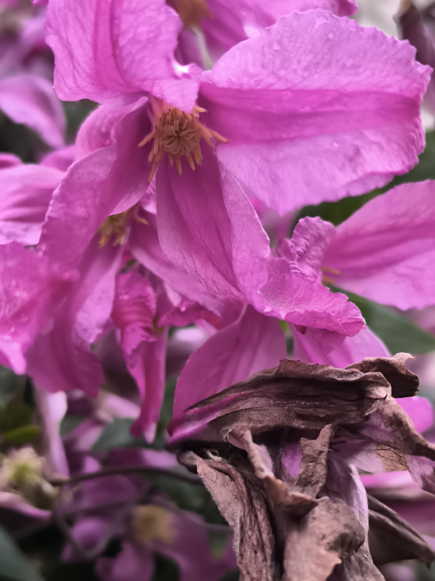 The image is a close-up, macro photograph of pink clematis flowers, with one dried, brown flower in the foreground. The petals of the pink flowers are delicate and slightly crinkled, with visible veins. The stamens in the center of the pink flowers are yellow and fuzzy. The dried flower is shriveled and brown, with a rough texture. The background is a blur of green foliage and more pink flowers. The lighting suggests it is daytime, possibly overcast, as there are no harsh shadows. The image captures the ephemeral beauty of flowers in various stages of life and decay.
The photograph was taken in the city of Klaipėda, Lithuania. Specifically, the image was captured in the botanical garden located within the city limits of Klaipėda. The botanical garden is a public park known for its diverse collection of plants, including various species of clematis. The scene depicts a natural setting within the garden, with the flowers growing on a trellis or vine. There are no people or animals visible in the image. The focus is entirely on the floral subjects and their intricate details.