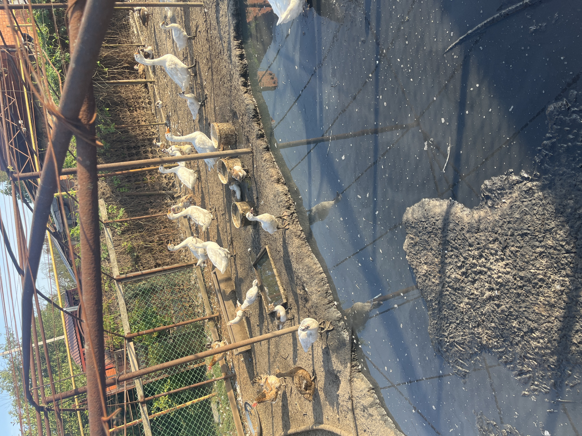 The image depicts an outdoor scene with multiple geese and chickens in what appears to be a farmyard or enclosure. The ground is a mixture of dirt and mud, with a murky pool of water in the foreground. The animals are scattered around the area, some standing, some walking, and a few are partially in or near the water. In the background, there is a fence and some vegetation, with structures suggesting a rural or agricultural setting. The overall impression is one of a rustic, working farm environment.