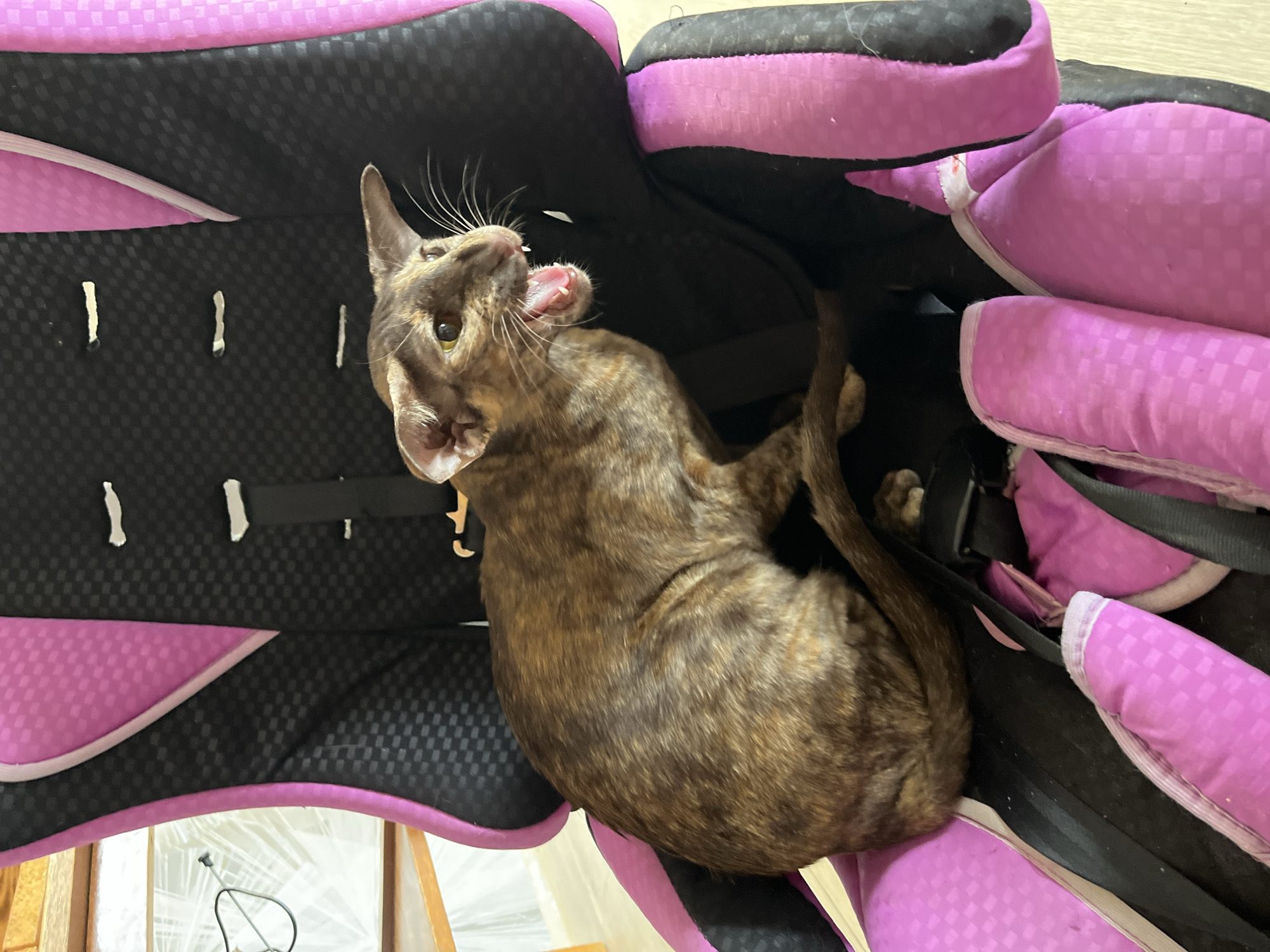 A brown tabby cat with large ears lies curled in a black and purple soft pet carrier. The cat is facing upwards and appears to be yawning or meowing, exposing its pink tongue and teeth. The carrier is mostly black with a purple trim and cushioning. Part of a wooden structure, possibly a chair or table, is visible in the lower part of the frame. The location of Chaikovsky, Russia is not discernible from the image.
