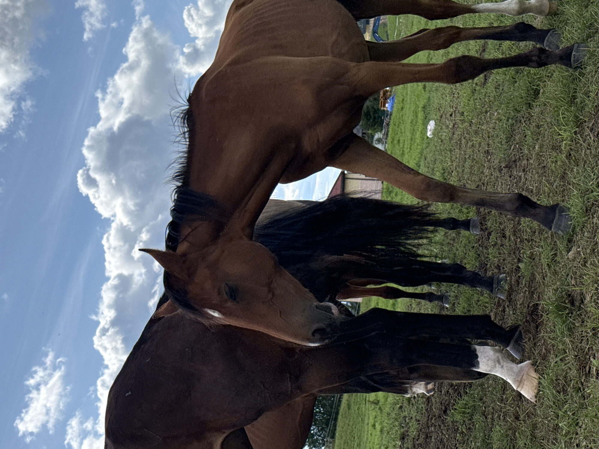 This is a medium shot of three brown horses in an outdoor enclosure. Two horses are positioned closely together in the foreground, with one horse's head and neck visible in profile, facing left with its eyes closed. This horse has a white star on its forehead. The other horse, to its left, is largely obscured, with only its hindquarters and legs visible. A third horse's legs are visible behind the other two. The horses are standing on a grassy, muddy ground. In the background, there is a low-lying building with a red roof, some trees, and a clear blue sky with scattered white clouds. The location is specified as Galinė, Lithuania.