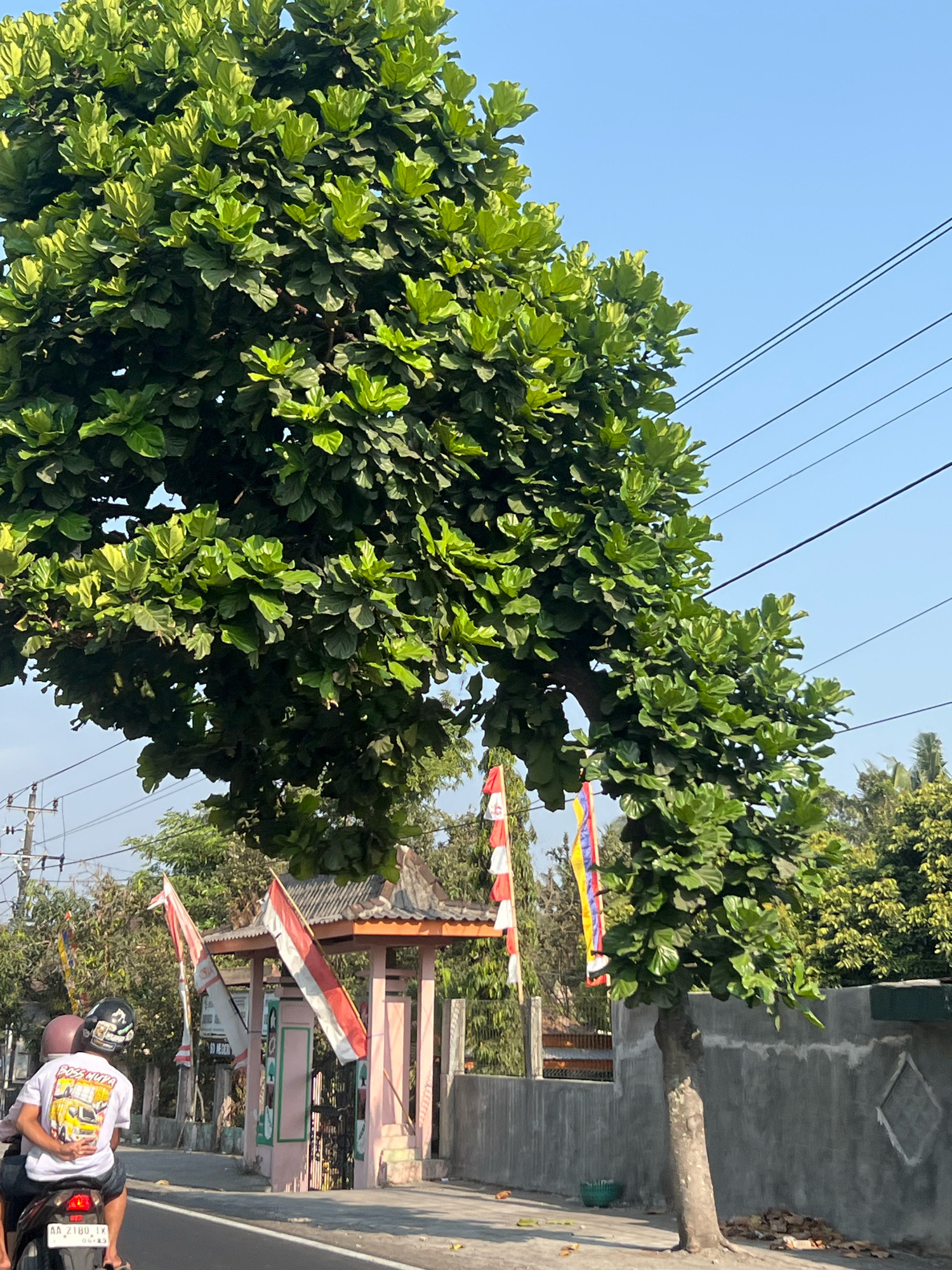 In Tempel, Indonesia, a bright, clear day unfolds with a focus on a large, leafy tree dominating the left side of the frame. The tree's vibrant green foliage is densely packed, with some leaves catching the sunlight and appearing lighter. A clear blue sky serves as the backdrop, interrupted only by a few thin power lines stretching across the upper right quadrant.
Below the tree, a modest pink gateway stands partially obscured. Red and white Indonesian flags are prominently displayed on poles near the gateway, fluttering slightly in the breeze. A person wearing a white t-shirt with a graphic print and a helmet is seated on the back of a motorcycle, facing away from the camera and towards the gateway. The motorcycle is parked on a paved road. To the right of the gateway, a grey concrete wall runs along the scene, with a small, diamond-shaped recess visible on its surface. A few scattered leaves and debris lie on the ground near the wall, suggesting the presence of other trees and vegetation in the background. The overall impression is a snapshot of everyday life in a sunny Indonesian town.