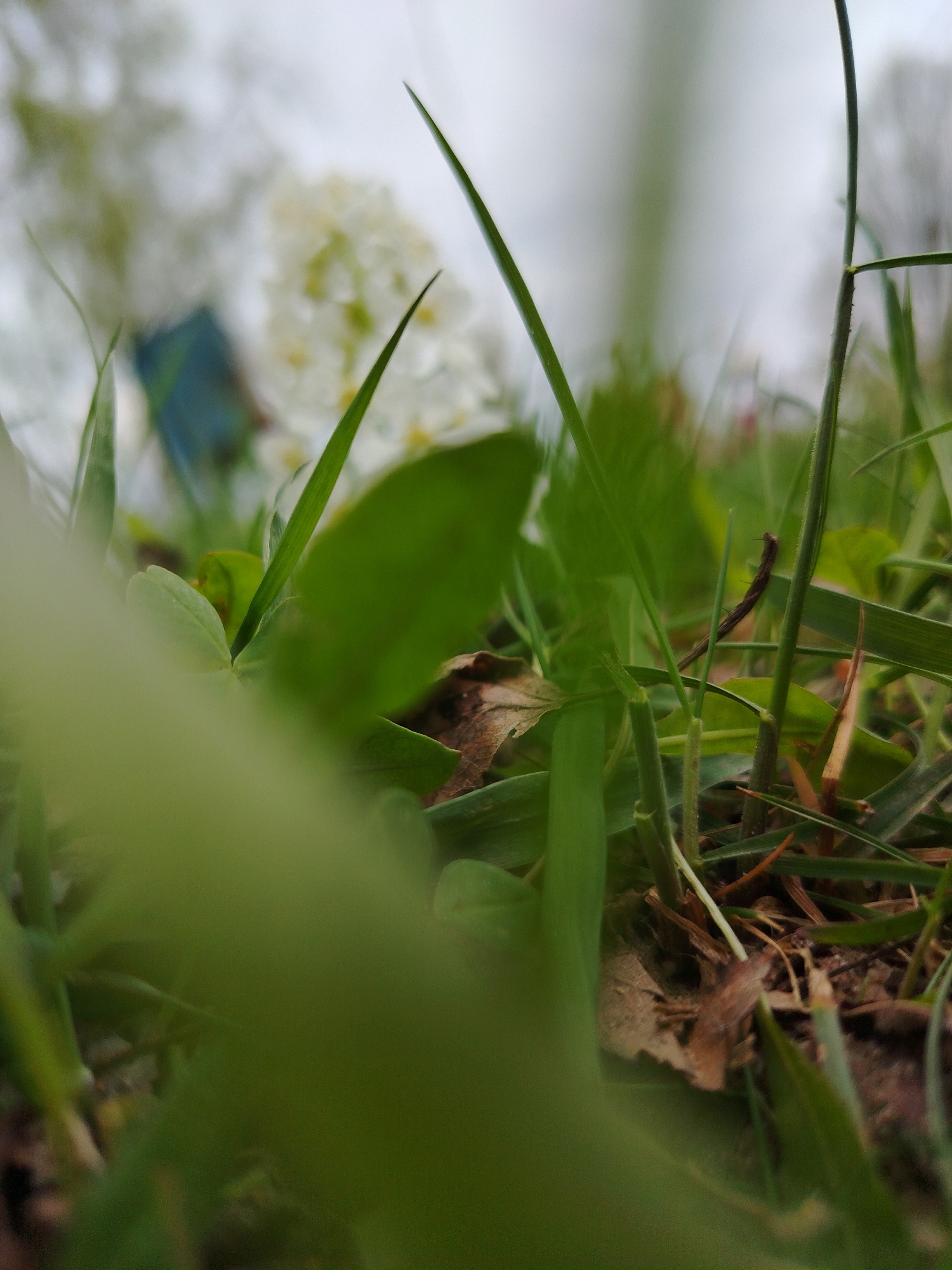 A ground-level view through blades of grass and green foliage reveals a patch of earth with scattered brown leaves and stems. A blurred white flowering plant with a possible blue object behind it appears in the background. The location is unknown. No people are visible. The subject is vegetation. Actions and interactions are absent. The environment is outdoors, possibly a garden or natural setting.