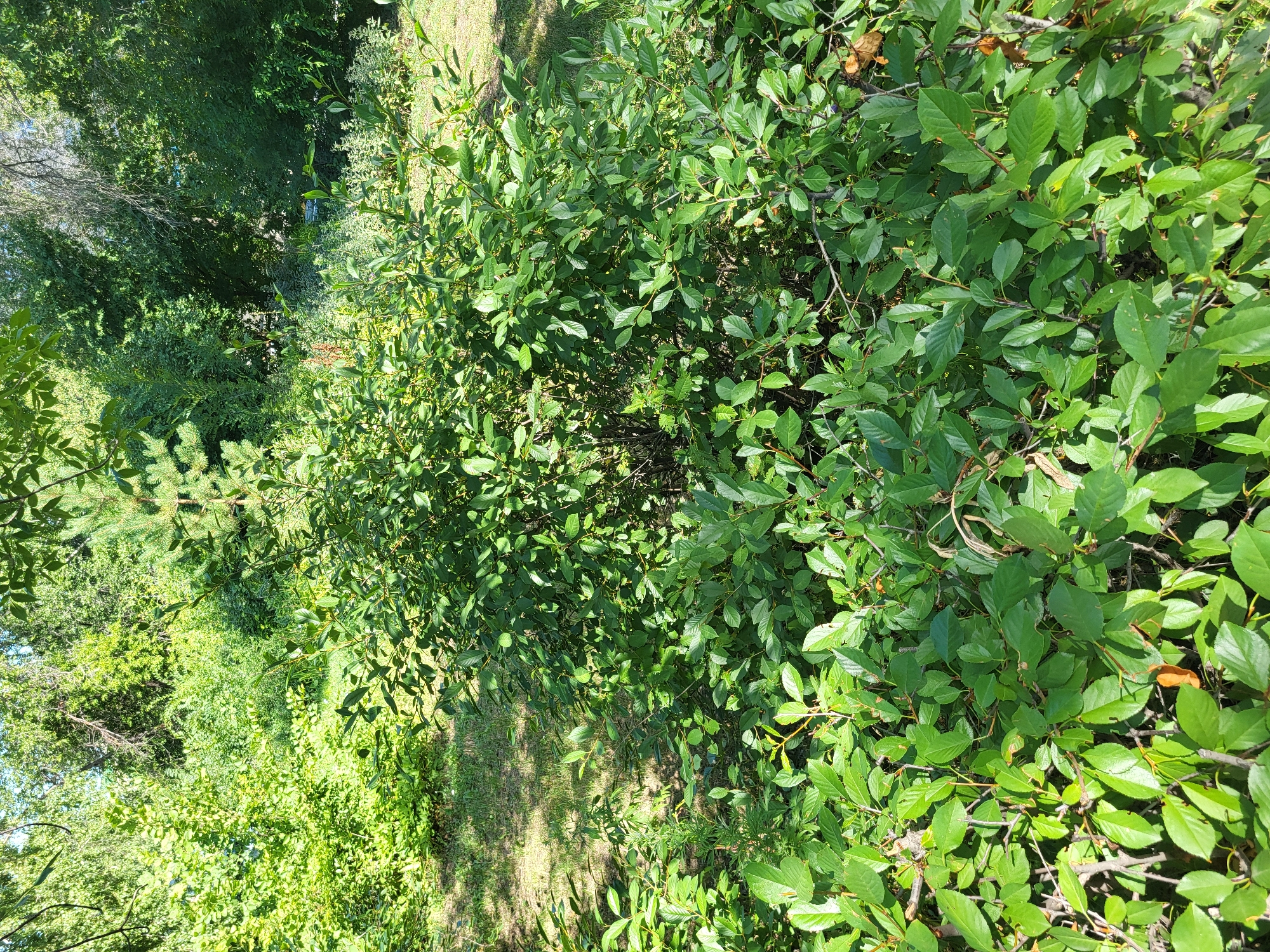 The image depicts a dense thicket of green foliage in a park-like setting. The foreground is dominated by a cluster of lush green bushes with numerous leaves and some visible branches. Sunlight filters through the leaves, creating a dappled effect on the ground and vegetation. In the background, a variety of trees with varying shades of green are visible, suggesting a natural or semi-natural environment. The ground beneath the bushes is covered in dry grass and some scattered leaves, indicating an outdoor area. The overall impression is one of a verdant, overgrown space. There are no people or animals visible in the image. The scene is consistent with an outdoor area within a park or wooded vicinity in Petropavl, Kazakhstan, characterized by its natural vegetation.