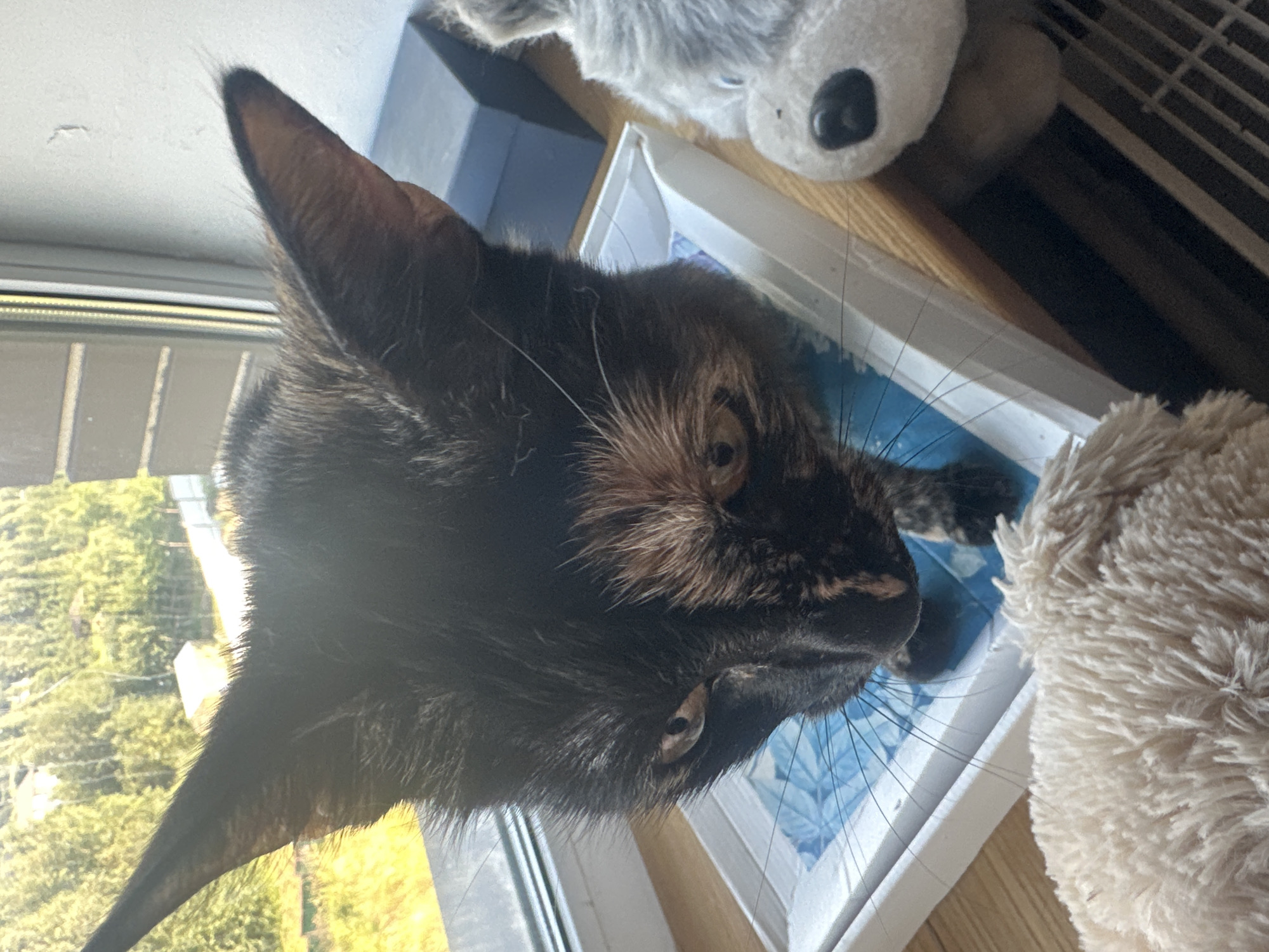 An overhead medium shot captures a tortoiseshell cat with large ears and intense yellow eyes peering down from a windowsill in Virki, Russia. The cat is positioned over a white plastic tray with a blue and white patterned insert, its front paws resting inside. To the right of the cat, a fluffy grey stuffed animal with black eyes and nose is visible. In the foreground, a beige, plush toy sits partially in frame. The background features a window with a view of green trees and some indistinct structures, suggesting an outdoor, natural setting. The windowsill is made of light-colored wood.