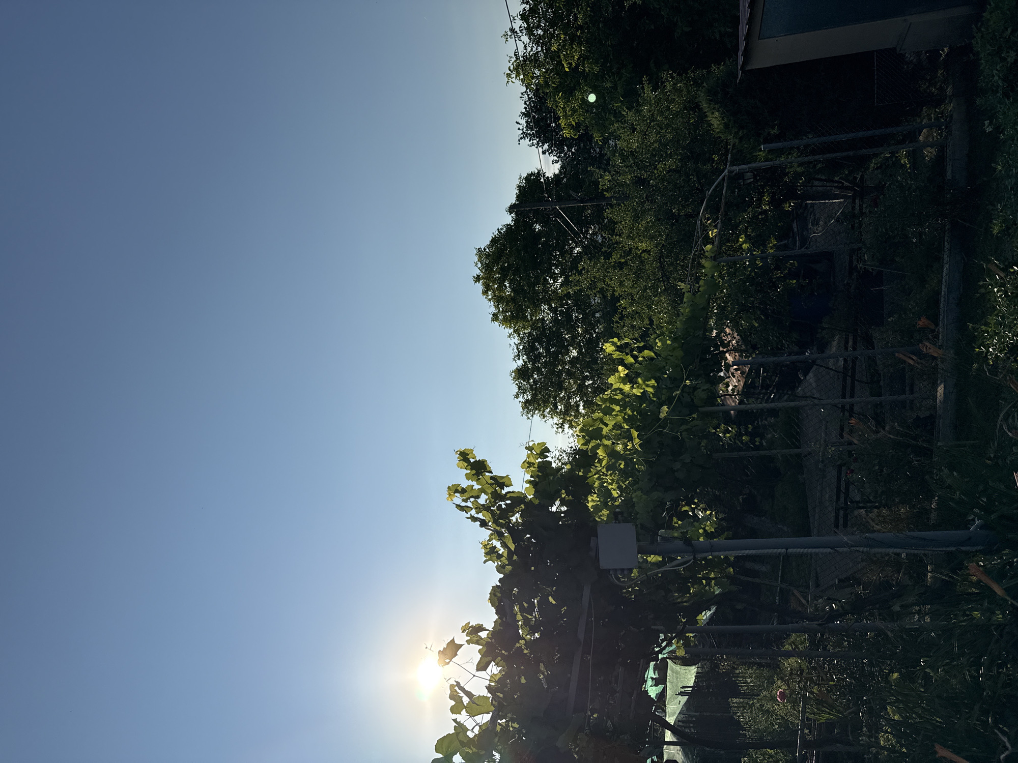 A low-angle shot depicts a sunlit vineyard with lush green leaves against a clear blue sky. The sun's bright rays pierce through the foliage on the left side of the frame, creating a lens flare effect. In the background, a dense canopy of trees and vegetation forms a dark silhouette. A metal pole with a small gray box attached stands prominently in the middle ground, supporting the grapevines. The lower portion of the image is filled with shadowy undergrowth and fencing. The scene appears to be an outdoor setting in a rural area, possibly a garden or vineyard in Balinovtsi, Bulgaria, given the visual cues of agricultural cultivation and natural landscape.