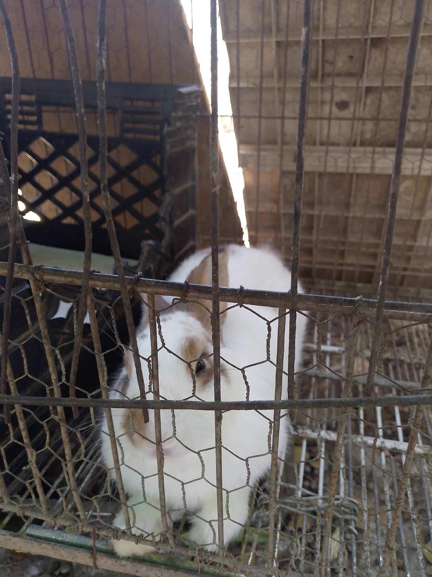 A rabbit with white fur and brown markings is inside a cage made of wire. A second, partially obscured rabbit is also present in the cage. The cage appears to be rusted and old. The background shows a structure with a lattice-like design and a roof or ceiling. This photo may have been taken in Juan Griego, Venezuela.