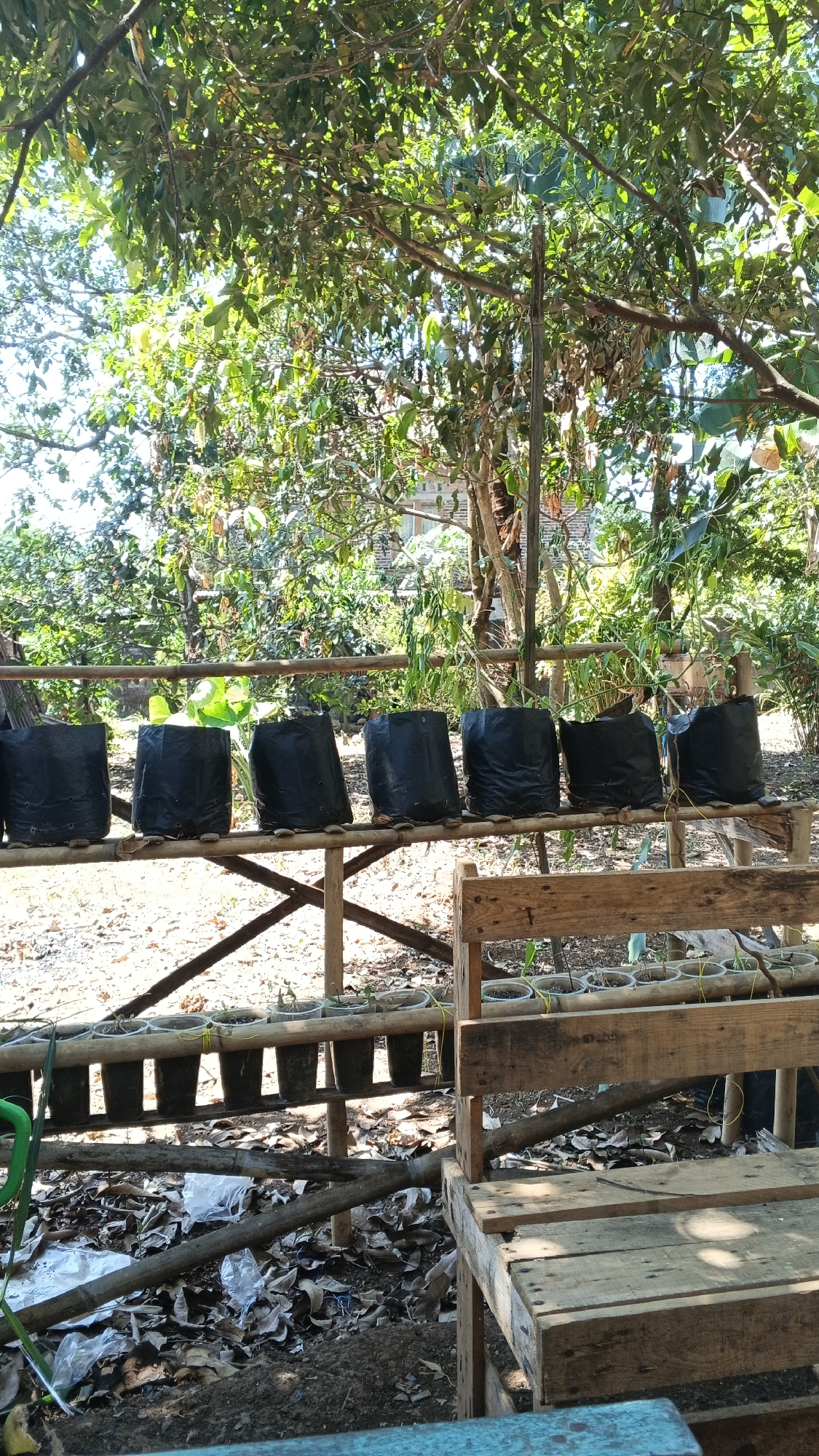 The image shows an outdoor scene, likely a garden or nursery, in Karangjati, Indonesia. In the foreground, a wooden bench is partially visible. Behind the bench, a wooden structure supports several black planting bags lined up on a bamboo railing. Below this railing, another bamboo structure holds a row of small pots with seedlings. The ground is covered with dry leaves and some plastic debris. In the background, lush green trees and foliage form a dense canopy, suggesting a tropical environment. The lighting indicates it is daytime, with sunlight filtering through the leaves. There are no people or animals visible in the image.