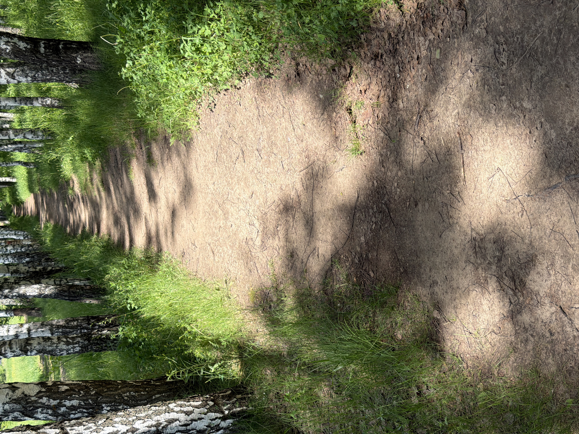 The image presents a dirt path winding through a sunlit natural environment, flanked by lush green vegetation and distinctive birch trees. The path, centrally located and receding into the background, is a light brown color, exhibiting textures of compacted soil, small twigs, and scattered dried leaves.
On both sides of the path, vibrant green grass and dense undergrowth thrive, featuring various leafy plants and tall blades of grass. A prominent line of birch trees, characterized by their striking white and black bark, borders the path, particularly visible along the left side of the frame. Strong sunlight casts elongated shadows from the trees and foliage across the path, creating a dappled effect of light and shade.
The bright illumination and distinct shadows indicate a sunny day, likely late morning or early afternoon. The scene evokes a sense of tranquility and natural beauty, suggesting a walking trail within a forest or a park. No people, animals, or artificial elements are visible, reinforcing the undisturbed nature of the setting. There is no visible text within the image.