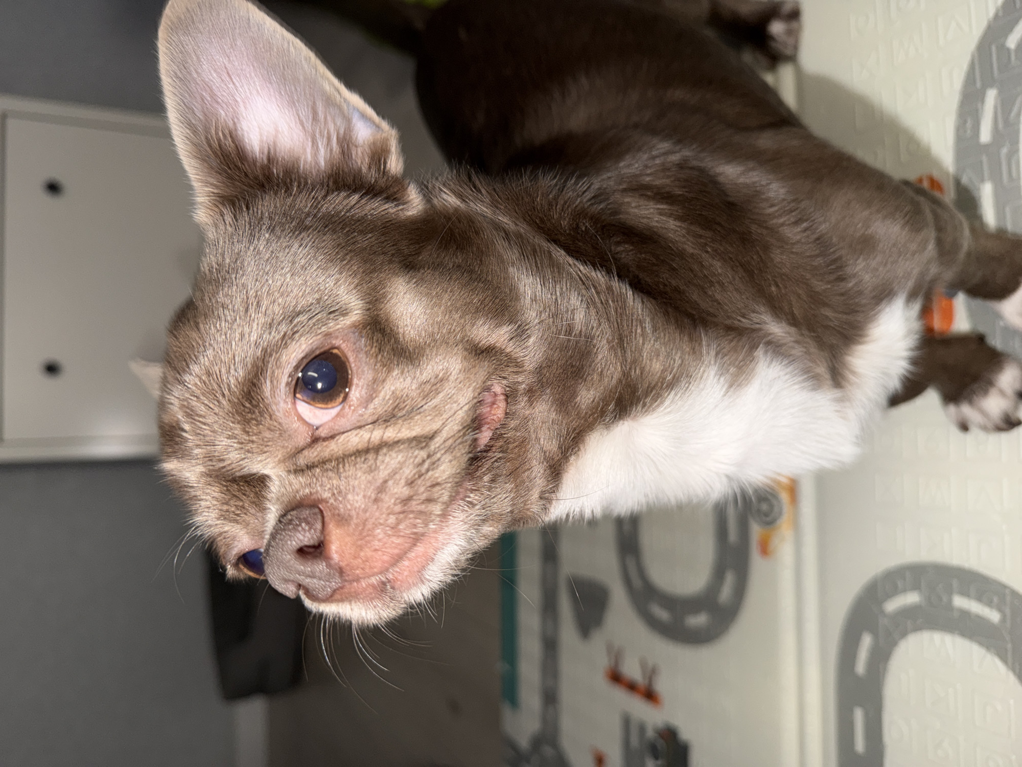 A brown and white short-haired chihuahua dog is seen from a close, slightly tilted angle. The dog is lying on a light-colored mat with a grey road pattern. The dog's head is tilted upwards, and the left ear is prominently visible. The dog has a light brown muzzle with white whiskers and a pink nose that is slightly darkened in the left nostril area. The dog has one visible brown eye with a visible reflection in the pupil. The dog’s body is mostly dark brown with white patches near the chest and paws. A light gray wall is visible in the background on the left side of the image. The photograph does not provide any information related to the city of Votkinsk, Russia.