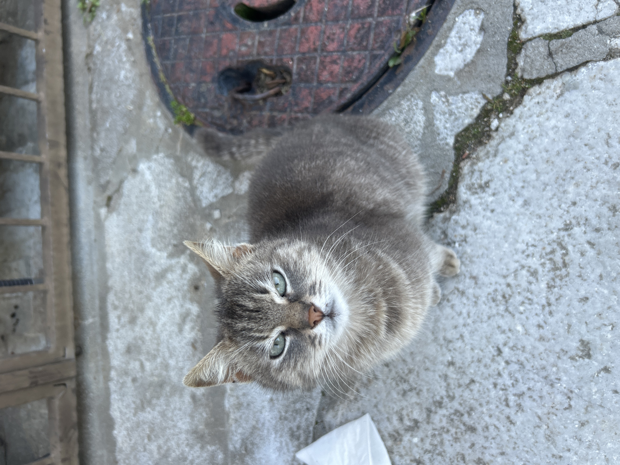 A gray tabby cat with green eyes looks up at the camera. It is sitting on a gray concrete surface with cracks and variations in texture. A circular manhole cover with a brick-like pattern is partially visible in the background, along with a metal grate to the left. A small piece of white paper is on the concrete near the bottom of the frame. The location is Zlatograd, Bulgaria.