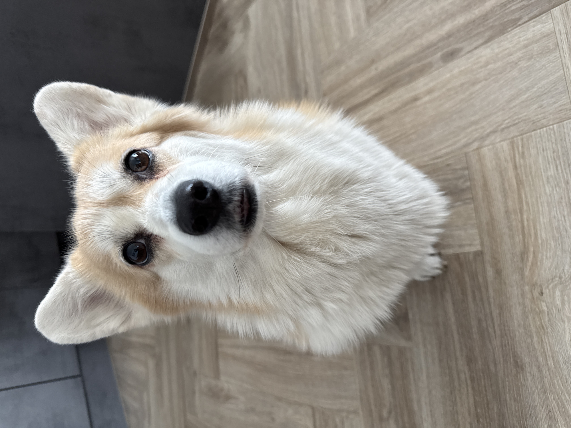 A corgi with white and tan fur sits on a wood-patterned floor. The dog is looking up at the camera. The background includes a gray wall in the upper left and the rest of the floor. The image does not contain sufficient information to determine if this is in Krasnoyarsk, Russia.