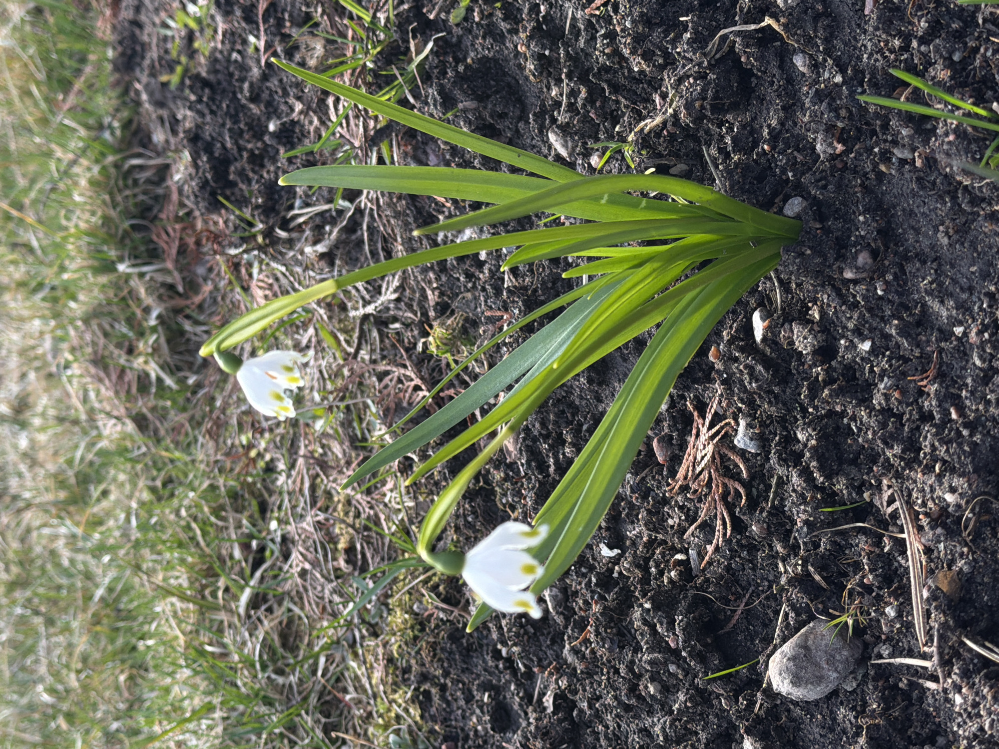 The image shows a patch of dark soil with two blooming snowdrop flowers. The flowers have delicate white petals with small yellow spots. Green, blade-like leaves surround the flowers. The scene appears to be a garden or natural area with grass bordering the soil. The location is assumed to be Starosel'e, Russia. There are no people visible.