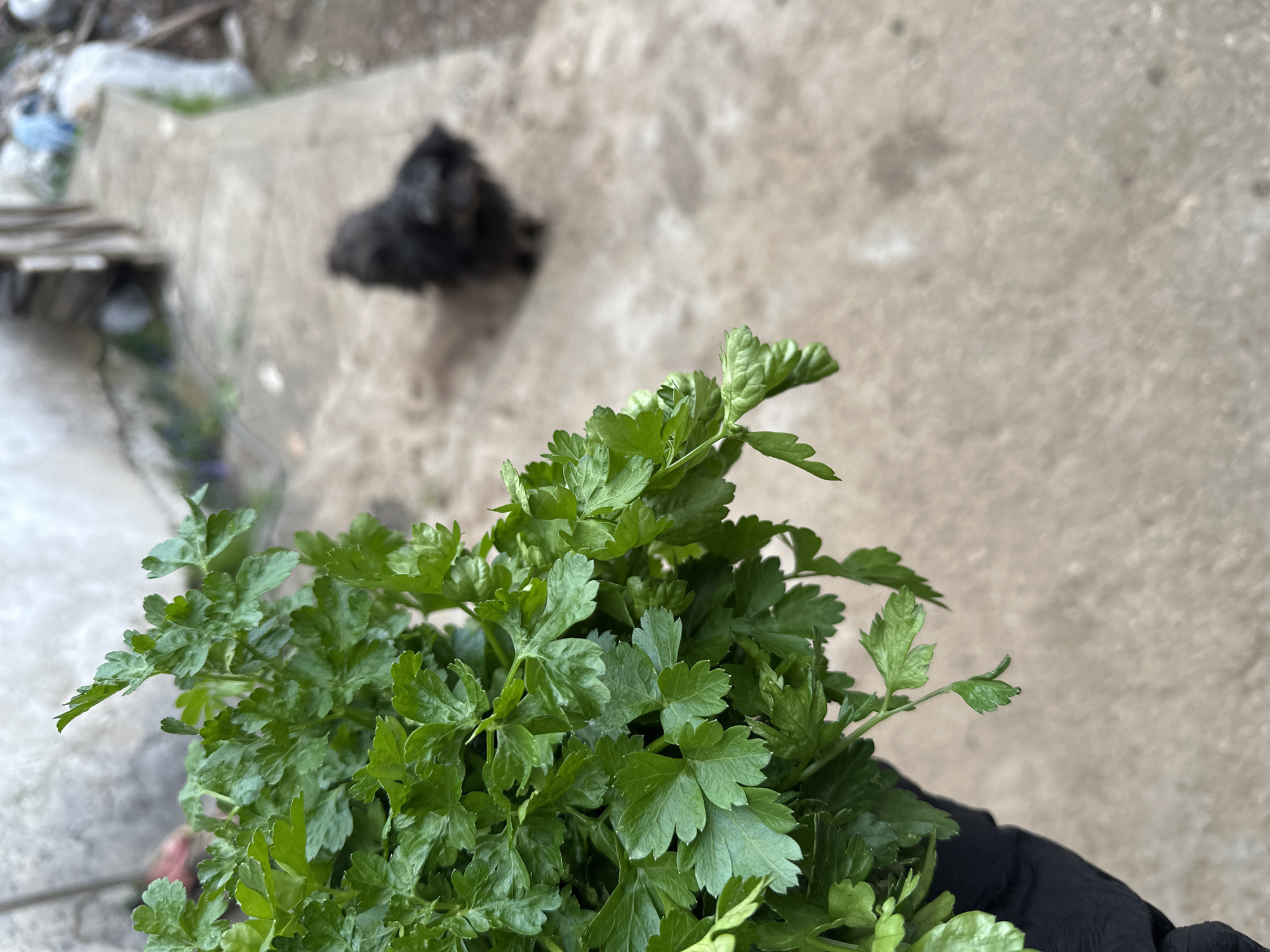 The image shows a bunch of fresh, green parsley held by a person wearing a black glove. The background is a concrete surface with some vegetation and what appears to be a dark object (possibly a black animal) in the distance. The location is Pripek, Bulgaria.