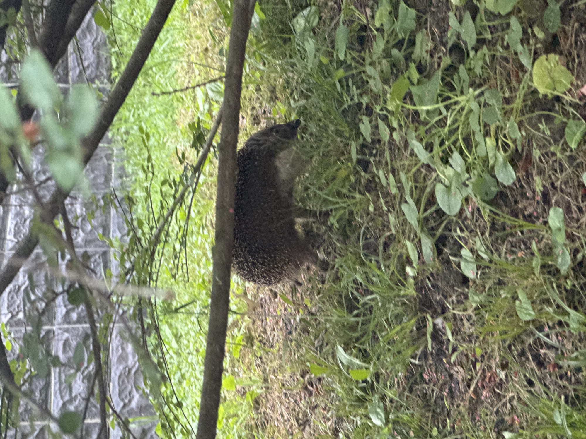 The image depicts a hedgehog foraging in a patch of grass and weeds. A tree trunk is in the foreground. A building with stone wall can be seen in the upper left corner. Based on the prompt, this is potentially in Sosnovy, Russia.
