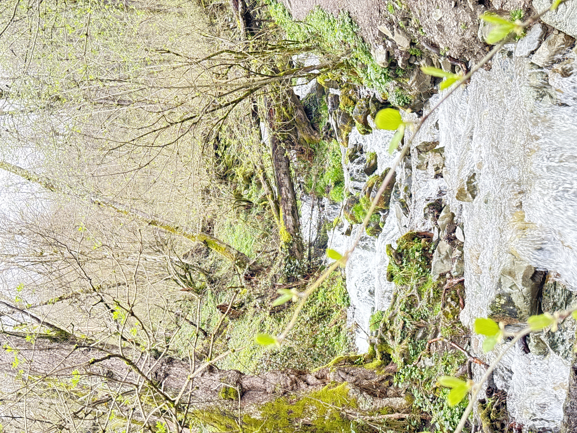 The image depicts a stream cascading down a rocky, moss-covered embankment in a forest setting. The water is moving rapidly, creating a textured, white surface. The surrounding vegetation is lush, with various shades of green. A tree with bare branches and sprouting leaves is visible in the foreground, partially obscuring the view. The presence of moss suggests a humid environment. The location is Krasnaya Polyana, Russia.