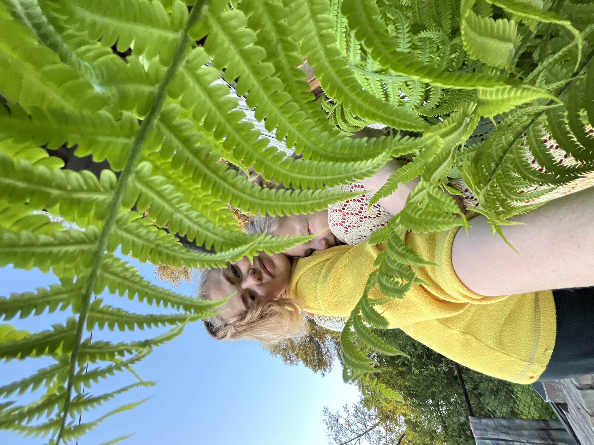 The image is presented with a 90-degree clockwise rotation, capturing two individuals in an intimate outdoor portrait framed by lush green ferns. The perspective is from a low angle, looking upwards through the foliage.
In the foreground, numerous vibrant green fern fronds with intricate patterns densely fill the upper and left parts of the frame (when viewing the image in its original, rotated orientation). Nestled among these ferns are the two subjects. One individual, with blonde hair, wears a bright yellow fleece jacket and dark trousers. Her face is prominent, looking directly towards the camera with a calm expression. Her head is gently resting near the second person. The second individual, who has lighter, possibly graying hair, is partially visible, wearing a white and red patterned top that appears to be knitted or crocheted. Her face is mostly obscured as she rests her head close to the first person, appearing serene.
Beyond the people and ferns, a clear, bright blue sky is visible, occupying the right side of the rotated image. In what would be the lower part of a conventionally oriented image, distant trees with green and some autumnal foliage can be seen, along with a wooden surface (possibly a deck or bench) and a dark fence or structure. The scene is illuminated by strong natural sunlight, suggesting a clear, sunny day. The overall mood is peaceful and intimate. No text is visible in the image. The location is Chaikovsky, Russia.