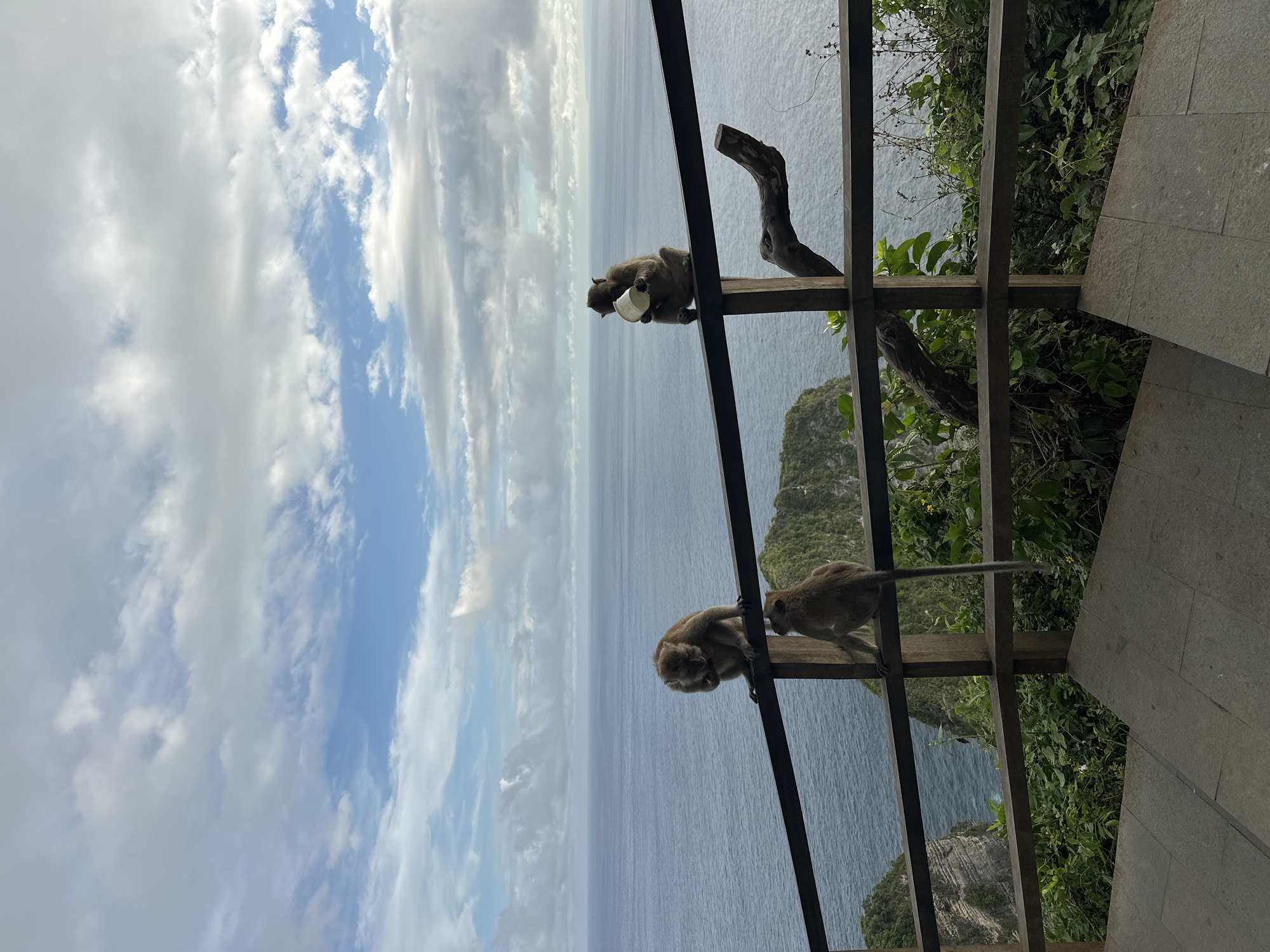 Here is a description of the image:
The image captures a scene at a viewpoint in Nusa Penida, Indonesia. Two monkeys are perched on a wooden railing overlooking a vast expanse of ocean. The sky above is filled with white clouds. One monkey holds a white cup. The railing is part of a structure next to a stone paved surface and adjacent to cliffside vegetation.