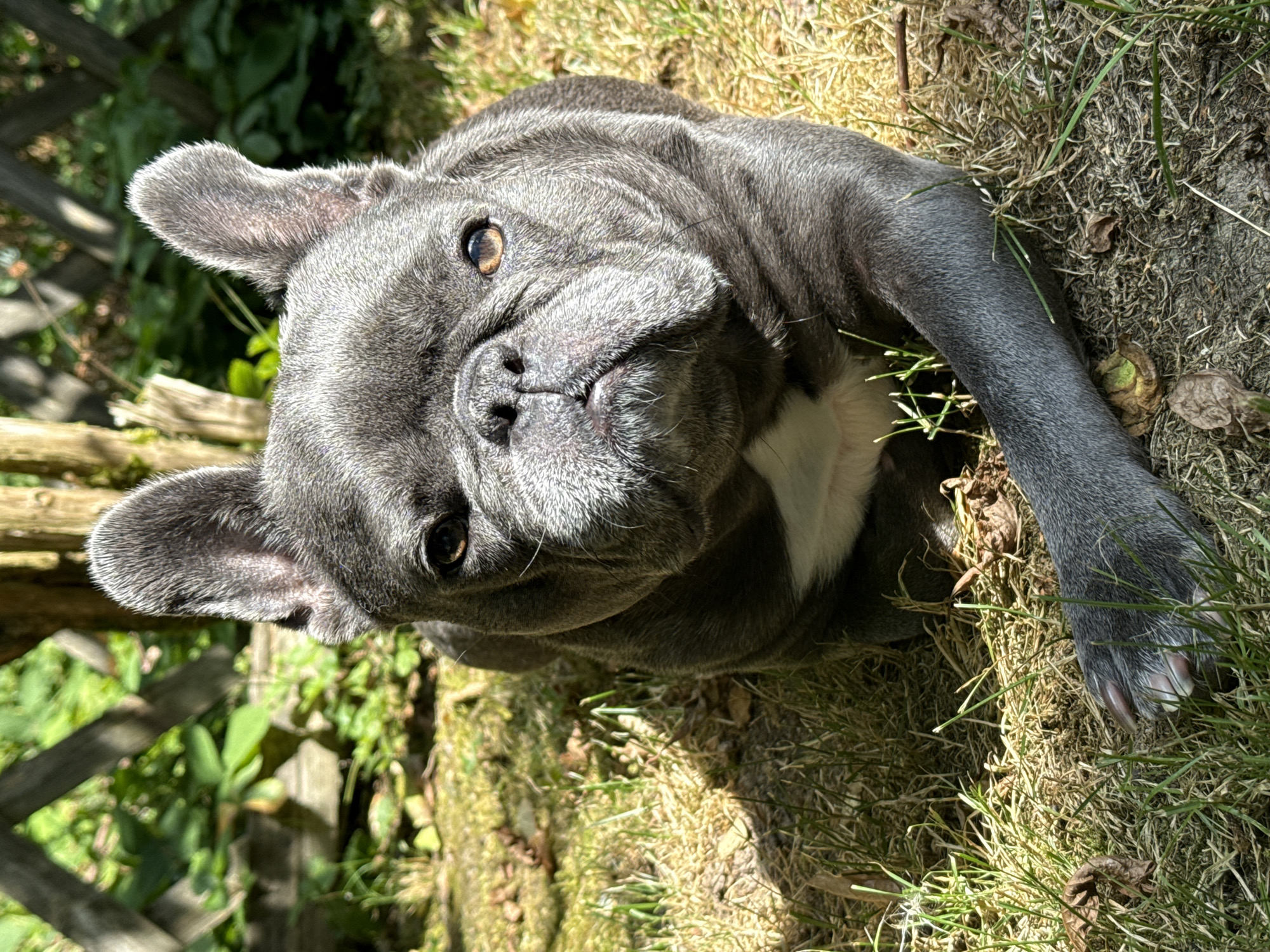 A grey French bulldog is lying on the grass in a backyard. The dog's face is partially obscured by shadows, but its large, erect ears are clearly visible. The dog has a white patch of fur on its chest. The background consists of green foliage, a wooden fence, and a tree trunk. The lighting suggests it is a sunny day. The location is identified as Bad Sachsa, Germany.
