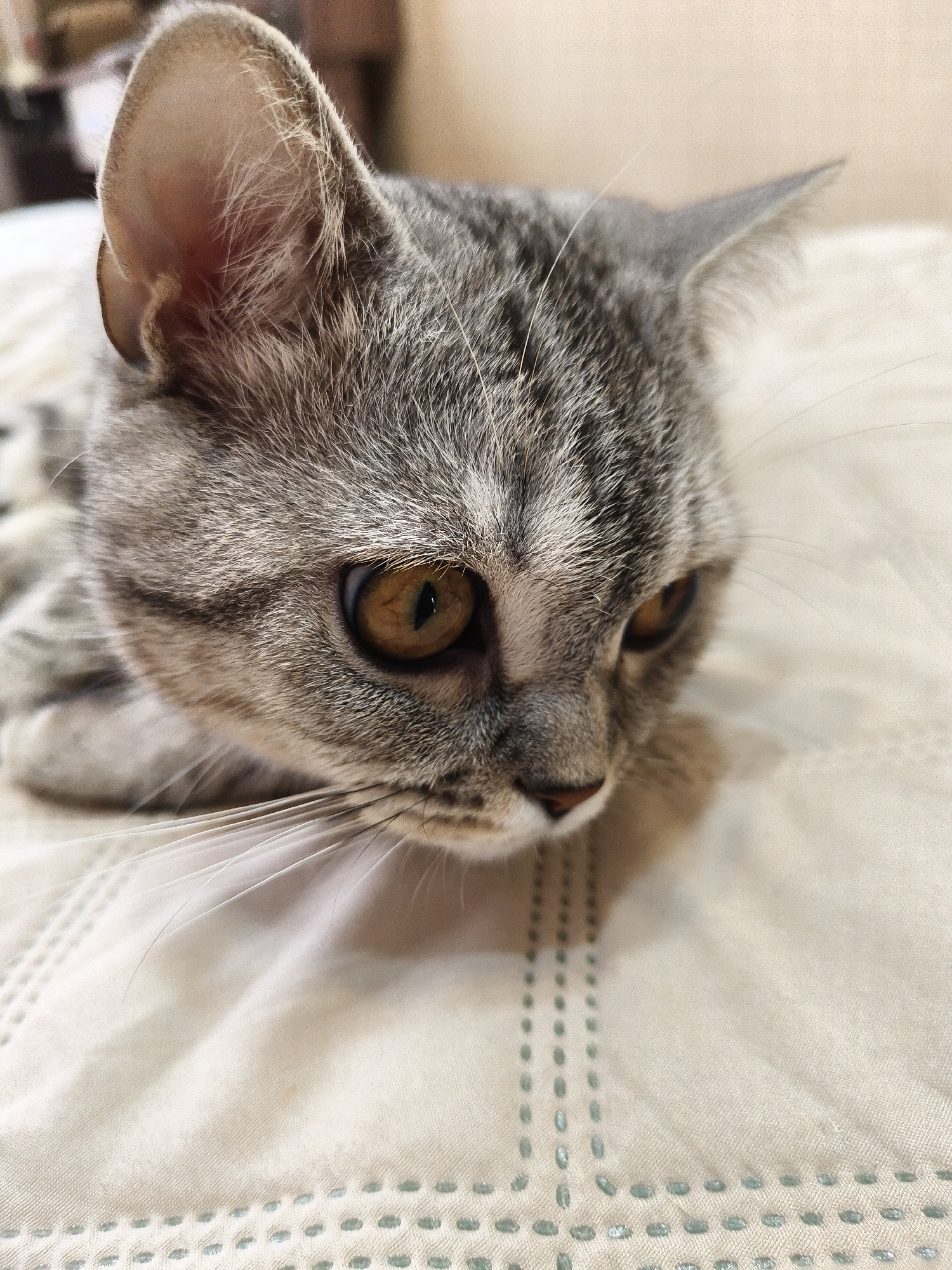This is a close-up, eye-level shot of a tabby cat lying on a white, textured surface that appears to be a bed or sofa. The cat's head is angled slightly downward and to the right, with its amber-colored eyes looking off into the distance. Its fur is a mix of gray and black tabby markings with distinct white accents around its muzzle and above its eyes. The cat's ears are prominent, with the left ear showing detailed inner structure and fine hairs. Long white whiskers extend outward from its muzzle.
The background is softly blurred, suggesting shallow depth of field, with a hint of warm lighting that could indicate daytime or indoor lighting. The textured surface has a subtle repeating pattern of small, light blue dashes or dots arranged in a grid-like fashion, with a slightly raised texture. There is no visible text in the image. The overall mood is calm and peaceful, capturing a moment of quiet repose for the feline subject. The lighting creates soft shadows on the cat's face and the surrounding fabric, enhancing the sense of depth and detail.