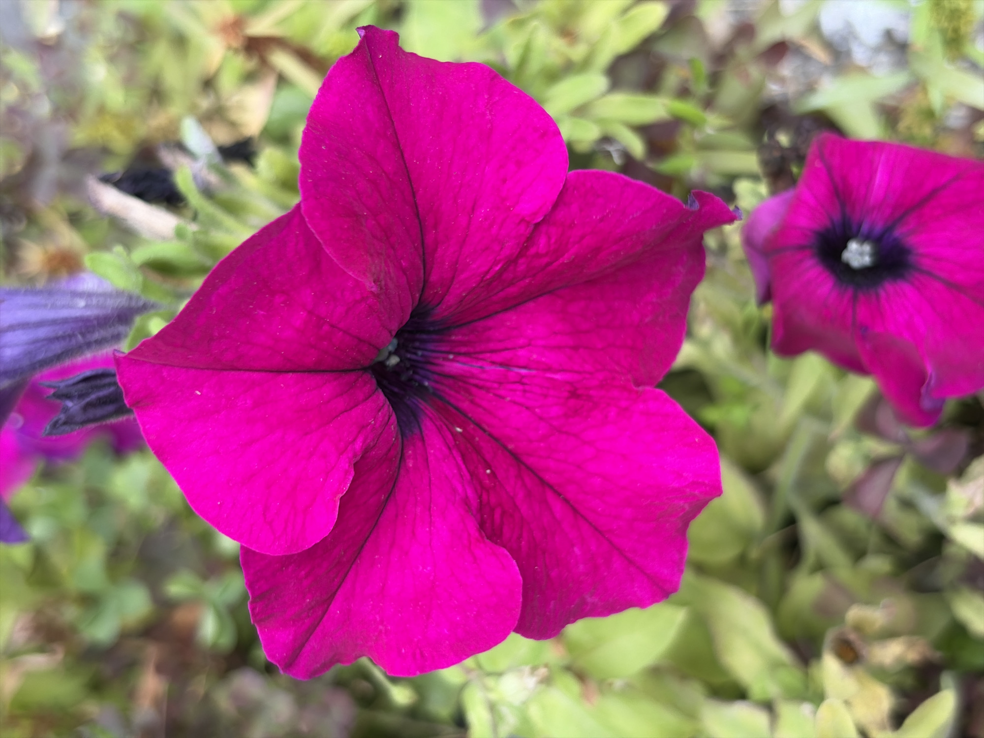 This is a close-up, eye-level, vertical, outdoor, daytime, natural light, full shot of a bright pink petunia flower in focus, with other pink and purple flowers and green foliage blurred in the background. The petunia has five distinct petals that are slightly wavy and deeply veined, with a dark purple center. There is also another pink petunia visible in the lower right corner of the frame, out of focus. The background consists of a mix of green leaves and some reddish-brown dried foliage, suggesting it might be late summer or early autumn. The image does not contain any people, actions, or interactions. There is no information available about the specific location in Moscow, Russia.