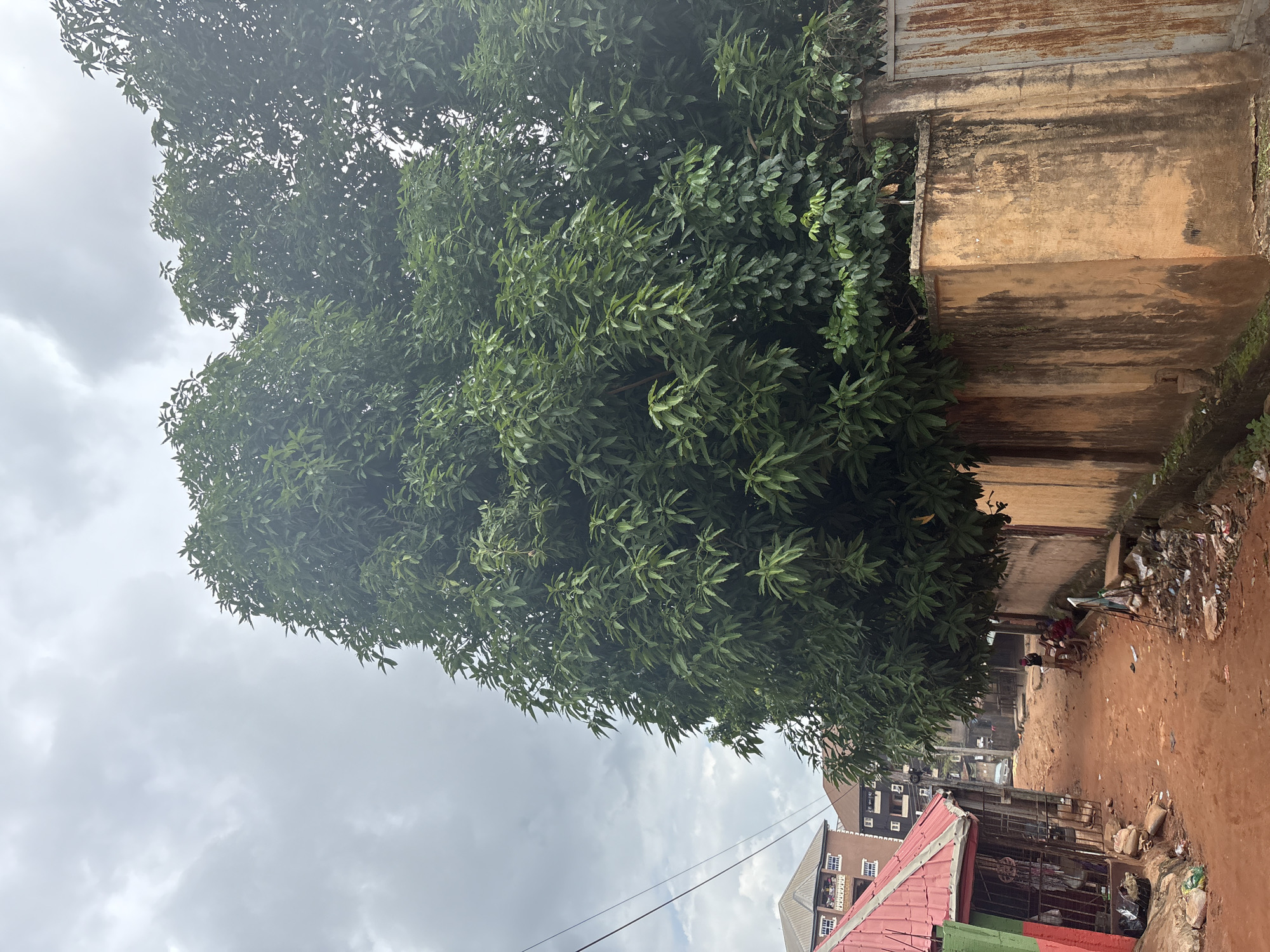 The media file depicts an outdoor scene in what appears to be a street in Nkpor, Nigeria. The dominant subject is a large, leafy green tree that takes up a significant portion of the frame. To the right of the tree, there is a weathered, tan-colored wall with streaks of black and brown discoloration, suggesting age and exposure to the elements. A rusted metal structure is visible above this wall, potentially part of a fence or building.
In the background, several buildings are visible. One building on the right appears to be a single-story structure with a red, gabled roof and a green section. Further back, taller buildings with multiple floors and many windows are seen. The street itself is unpaved and appears to be made of reddish-brown dirt. Piles of trash and debris are scattered along the right side of the street, indicating a less-than-pristine environment.
There are a few people in the scene, though they are small and not the primary focus. Two individuals appear to be standing or walking in the dirt street near the trash piles. Their attire is not clearly discernible due to the distance and image quality.
The sky is overcast and appears cloudy, suggesting it might be a dull or rainy day. The overall lighting is diffused, with no harsh shadows, consistent with cloudy weather. The scene conveys a sense of everyday life in a bustling, possibly densely populated area, with elements of both nature (the tree) and urban development. No visible text is present in the media file.