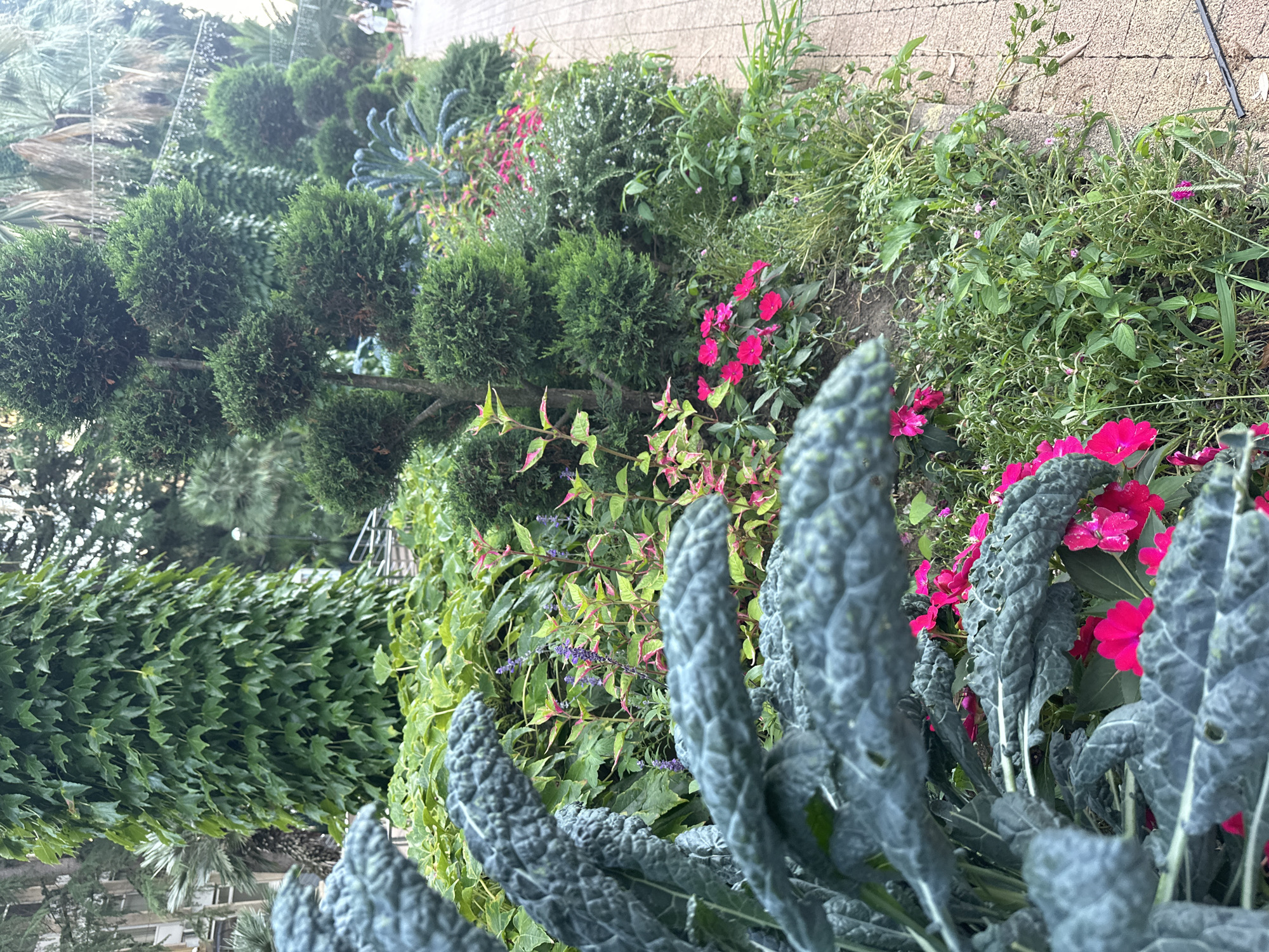 The image depicts a lush, manicured garden located in Sochi, Russia, likely along a pedestrian pathway. In the foreground, large, dark green, textured leaves dominate the left side, suggesting a type of kale or similar ornamental plant. Behind this, a variety of plants create a dense, layered display. There are small, vibrant pink flowers interspersed with taller green foliage, and clusters of purple flowers are visible further back.
To the right of the foreground plants, a series of topiaries are meticulously shaped into rounded forms on a single trunk, creating a vertical accent. These are contrasted with the more naturalistic growth of the surrounding greenery. Further in the background, palm trees are visible, hinting at the subtropical climate of Sochi. The pathway, paved with textured, light-colored material, runs along the right edge of the garden. In the distance, blurred figures of people can be seen walking, indicating a public space. A building, partially obscured by trees, is visible on the far left. The lighting suggests it is either early morning or late afternoon, with soft, diffused light. The overall impression is one of a well-maintained public garden designed for visual appeal and possibly as a part of a larger park or resort area in Sochi.