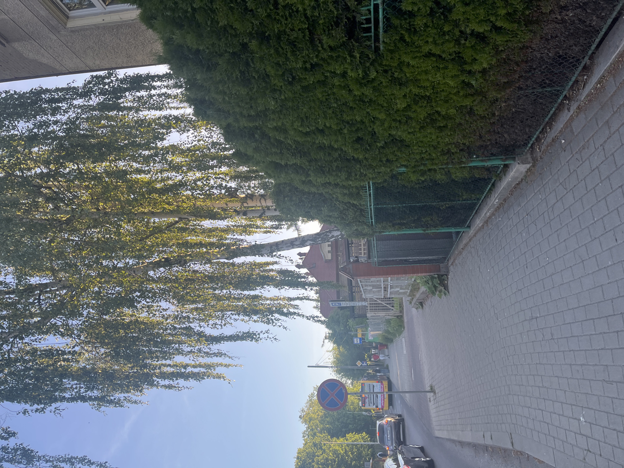 The image captures a street scene in an urban environment. A grey brick paved sidewalk is on the right. A tall, dense hedge runs along the sidewalk, separated by a green metal chain-link fence. On the left, a large tree with leafy branches extends across the frame. The street below features cars and a bus. A "no stopping" sign is visible on a pole. Several buildings line the street, with some having red roofs. The sky is light blue.