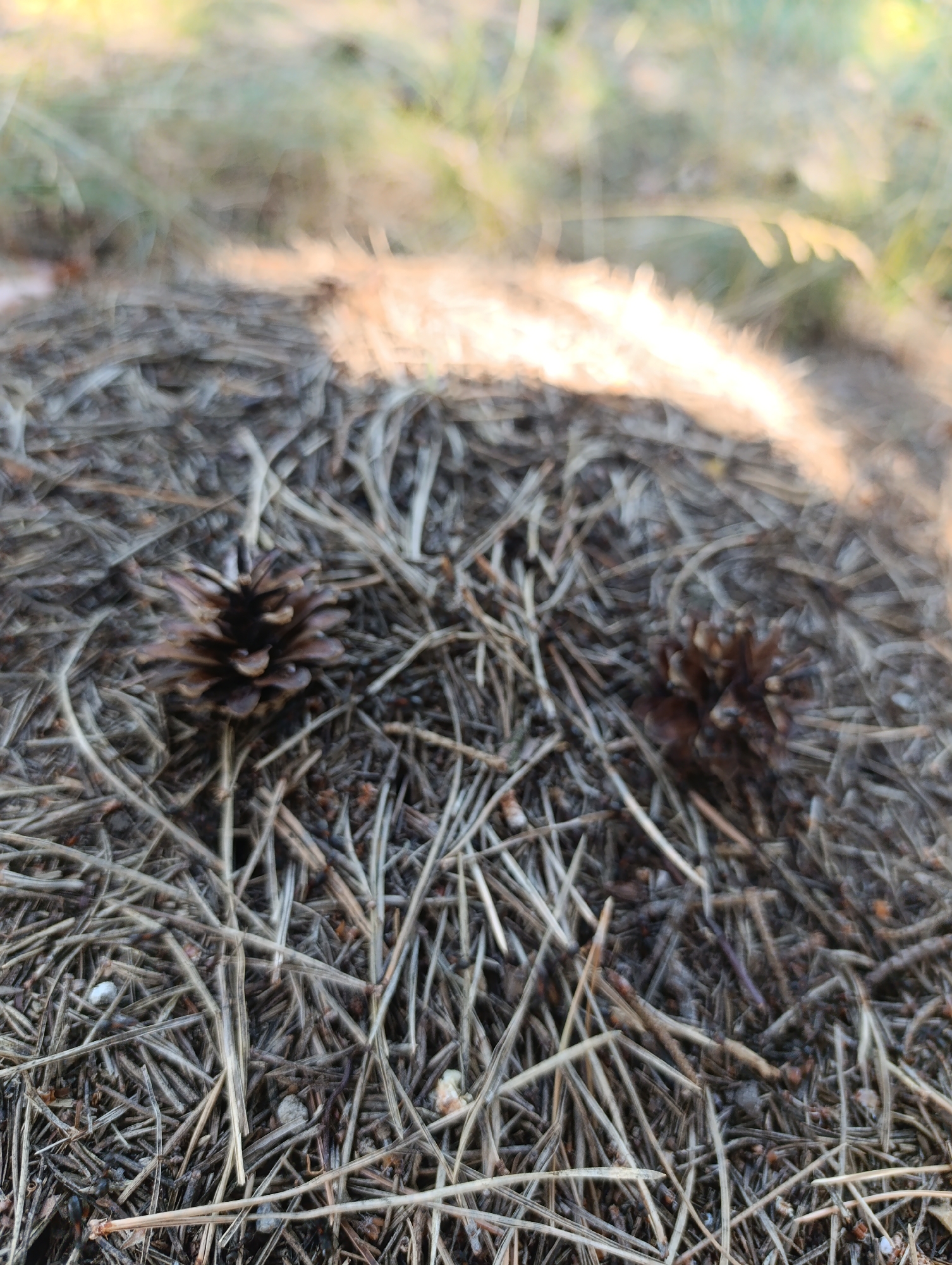 The image shows a close-up of an anthill made of pine needles and twigs. Two pine cones are visible on the surface of the anthill. The background is out of focus, showing blurred green foliage and sunlight. The scene appears to be in an outdoor environment, likely a forest or park. The location is identified as Bulatselivka, Ukraine.