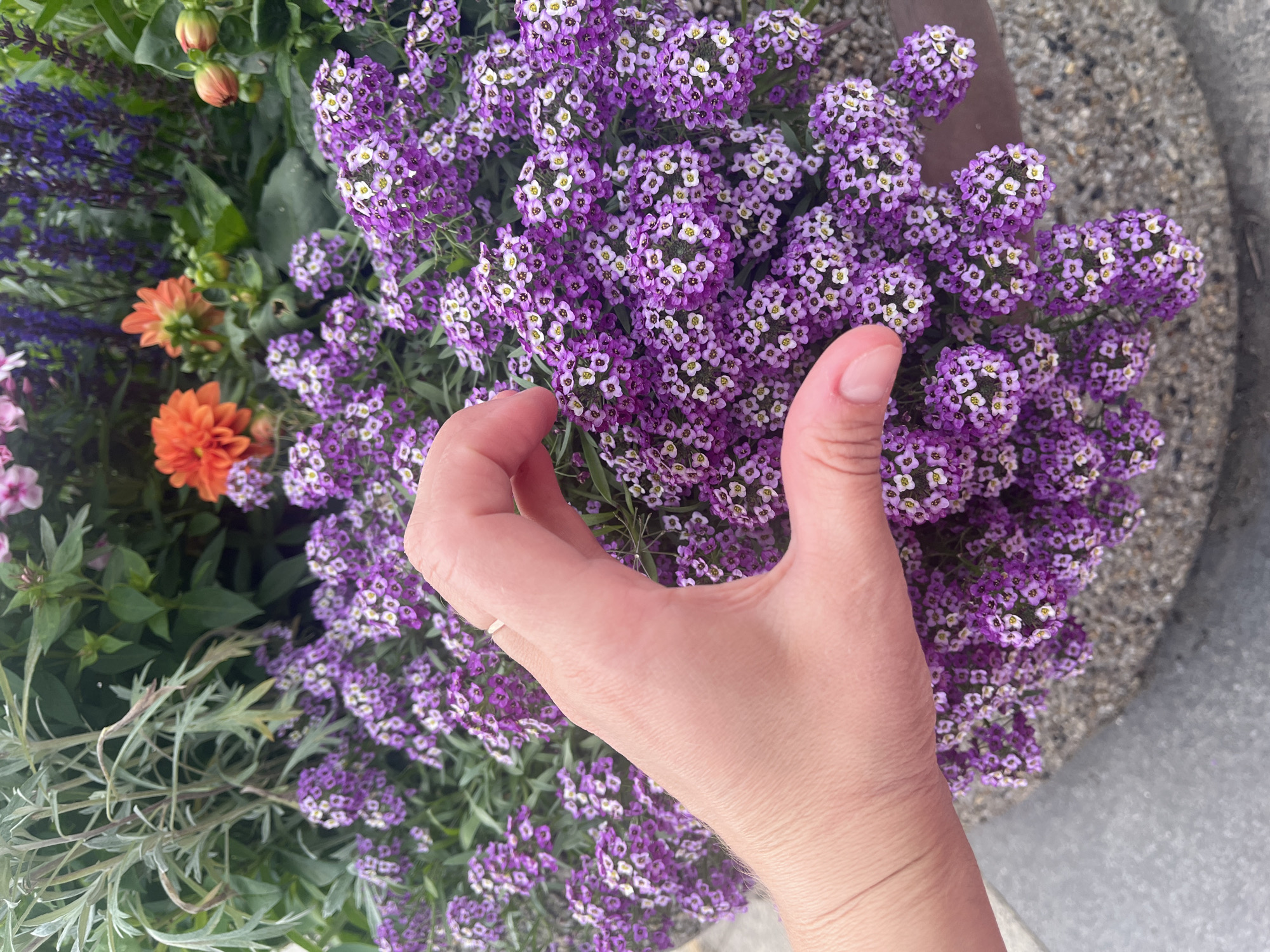 A close-up, eye-level shot shows a person's left hand and wrist in the foreground, forming a heart shape with their thumb and index finger. The hand is pale-skinned and unadorned except for a thin, light-colored ring on the ring finger. The hand is positioned in front of a dense cluster of small, purple flowers with white centers, which fill the majority of the frame. Behind the purple flowers, various other flowers and foliage are visible, including bright orange dahlias, tall purple spikes of flowers, and feathery gray-green leaves. The background suggests an outdoor setting, possibly a garden or planter in a city, but the specific location in Unknown, Unknown cannot be determined. The lighting is bright, suggesting daytime.