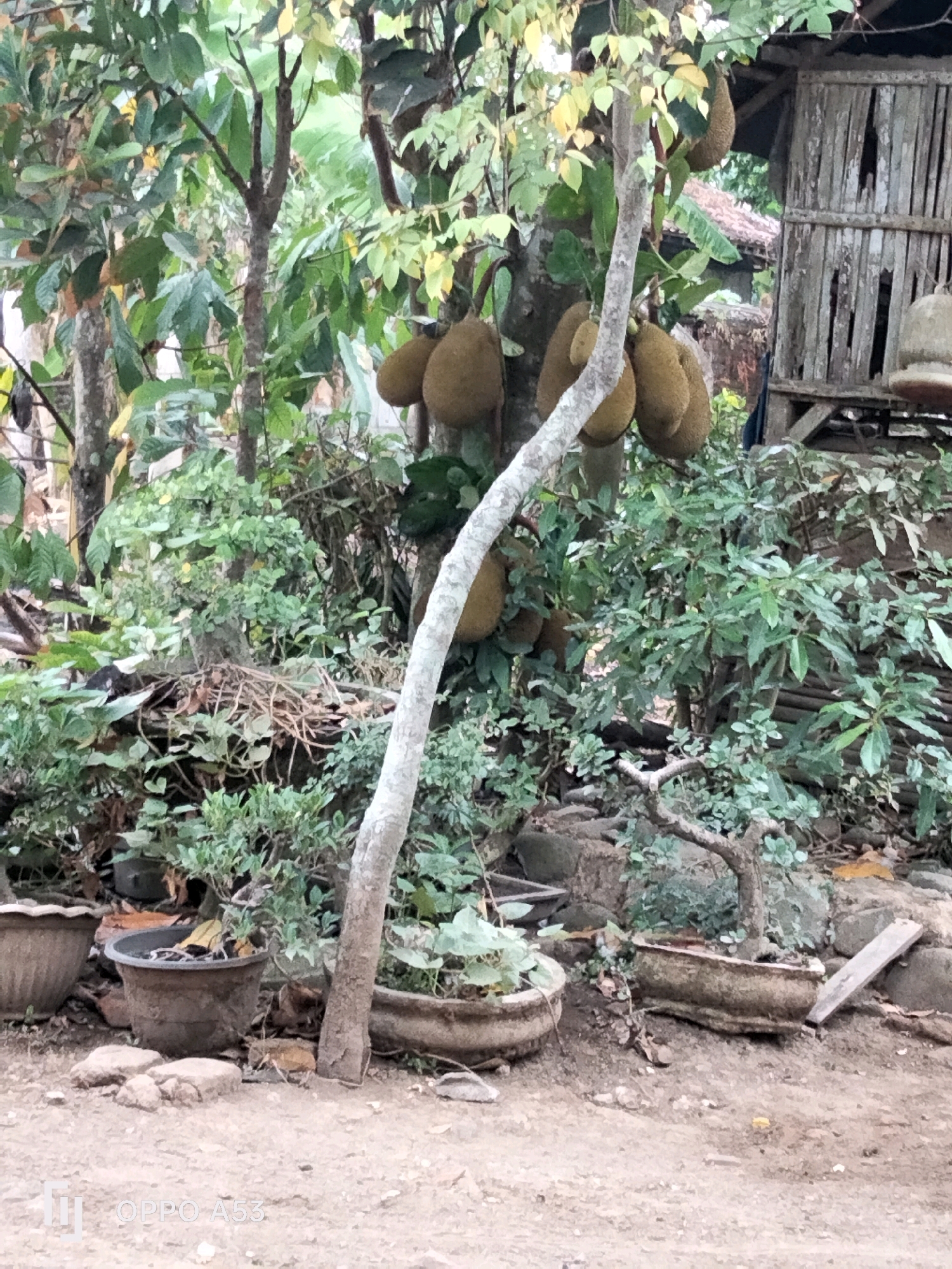 The image depicts an outdoor scene in a rural or semi-rural area, likely in Trenggalek, Indonesia, given the presence of jackfruit on trees, a common sight in the region. In the foreground, there is a dirt path or ground. Several potted plants, including what appear to be bonsai, are arranged on the ground.
Dominating the mid-ground is a tree with several large, ripe jackfruits hanging from its branches. The tree has a prominent light-colored trunk that curves through the scene. Behind the jackfruit tree, there is dense foliage and vegetation. To the right of the jackfruit tree, a rustic wooden structure, possibly a shed or part of a building with weathered planks, is visible. The overall environment appears lush and green, suggesting a tropical or subtropical climate. The lighting indicates it is daytime, with diffused light, possibly indicating an overcast sky or the presence of shade from the trees. There are no people or animals visible in the frame. The scene conveys a sense of natural abundance and simple living, characteristic of Indonesian countryside.