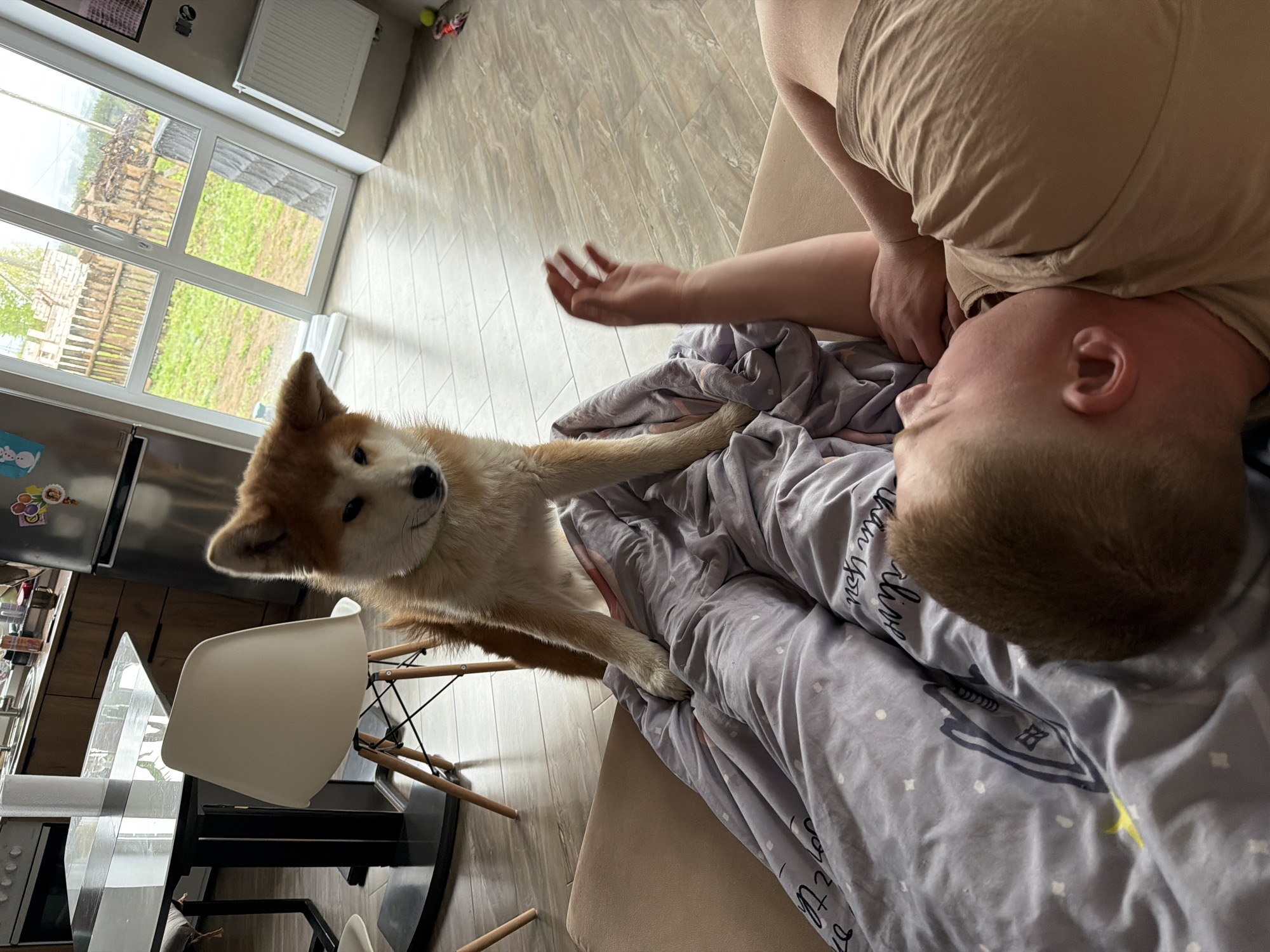 A person is lying on a sofa covered with a patterned grey blanket. An Akita Inu dog is standing on its hind legs, resting its paws on the sofa near the person. The person's hand is extended near the dog. A white chair stands near a dark table in the background. In the background is a window looking out onto a green landscape. A kitchen area with a refrigerator can also be seen in the background. This scene takes place in Chaikovsky, Russia.