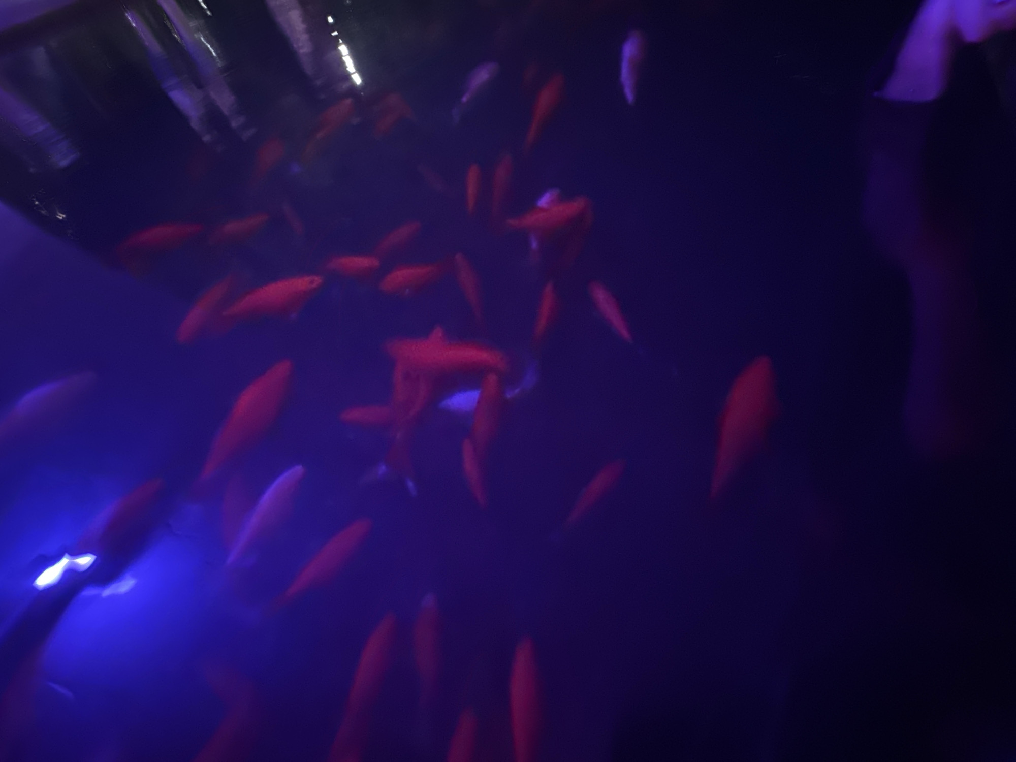 The image depicts a school of red goldfish swimming in a dark, murky aquarium. The lighting is primarily blue and purple, creating a dim and atmospheric environment. Some of the fish are in focus, appearing bright red and streamlined, while others are blurred due to motion. The top of the image shows reflections of overhead lights, suggesting the aquarium is indoors. This scene is likely from the Huntsville Aquarium in Huntsville, Alabama.