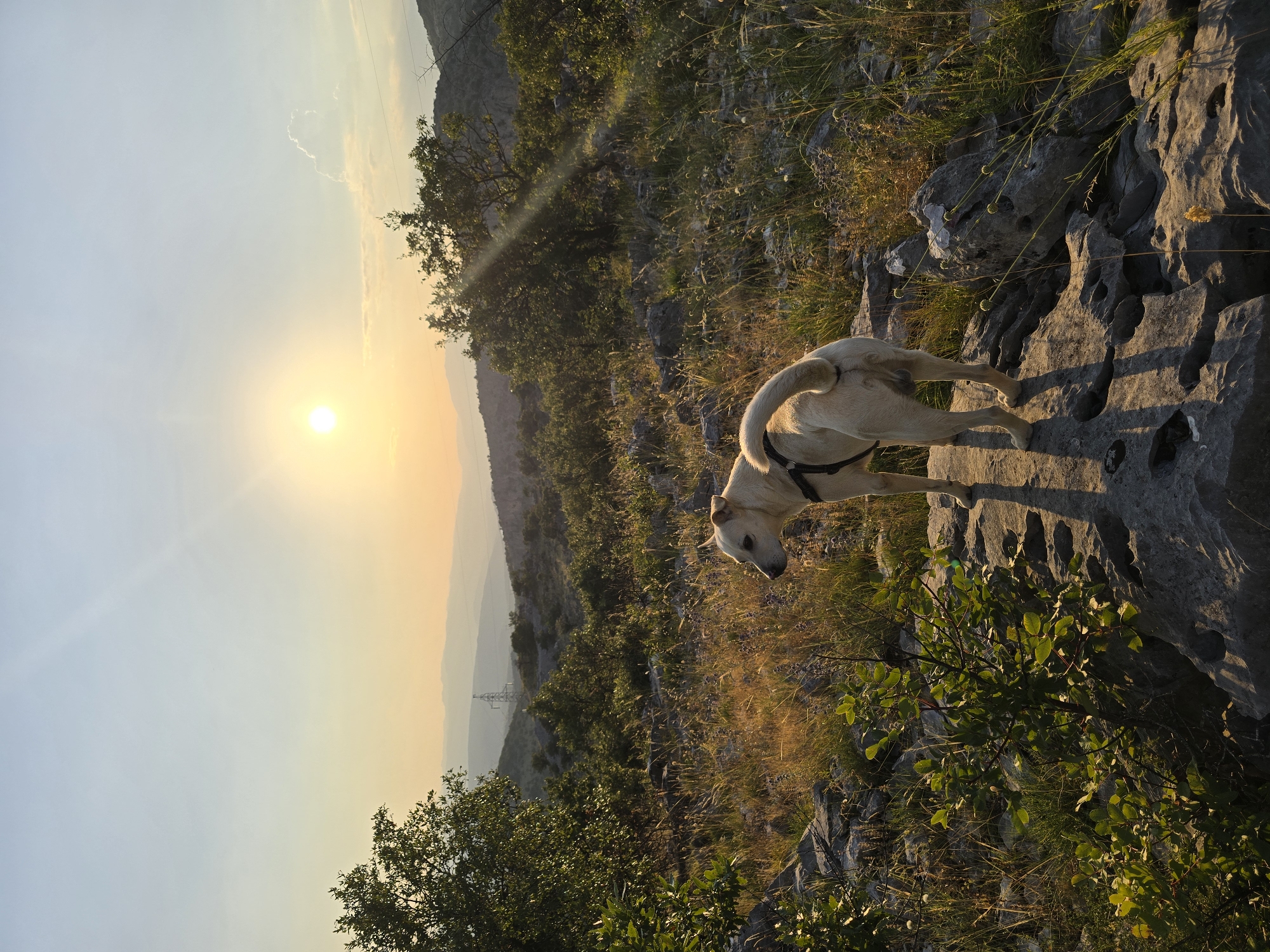 An adult, light-colored dog wearing a black harness stands on a rock formation in a rocky, arid landscape under a clear sky with the sun near the horizon. The dog is facing away from the camera, looking towards a distant, hazy mountain range. Green trees and dry, tall grass dot the terrain. The sun casts long shadows across the rocks. The environment appears to be a rural or natural area, possibly on the outskirts of Podgorica, Montenegro, given the presence of a distant power transmission tower visible between the hills.