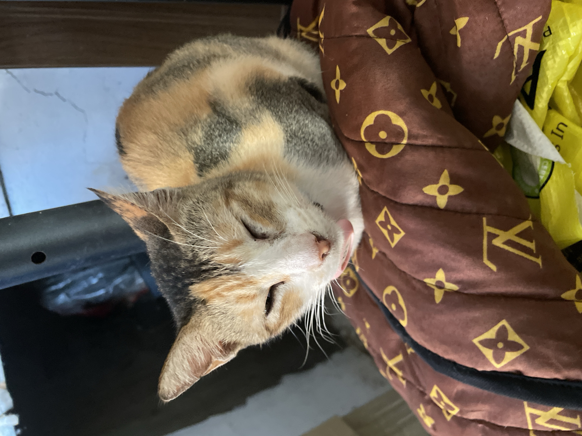 The image, taken in Davao City, Philippines, depicts a calico cat resting comfortably. The cat, with distinctive patches of white, orange, and grey/black fur, is curled up, likely sleeping or deeply relaxed, with its eyes closed or nearly closed. Its tongue is slightly visible, touching its nose or upper lip, indicating a state of contentment or a recent grooming action.
The feline is nestled on a brown quilted or padded fabric that is adorned with prominent yellow "LV" monograms, quatrefoils, and flower motifs, characteristic of Louis Vuitton designs. To the right and behind this patterned fabric, a crinkled bright yellow material, possibly a plastic bag, is visible. Indistinct dark text is present on the yellow material, with partial letters such as "In" discernible.
To the left of the cat's body, a light blue or grey surface, potentially a tiled floor or wall, shows subtle lines or marks. Below the cat's head and to the left, a dark, flat surface is visible, possibly a piece of furniture. The lighting appears to be soft and ambient, contributing to the peaceful atmosphere of the scene. The overall setting seems to be indoors or in a sheltered environment. No people are present, and the focus remains solely on the tranquil, resting cat.