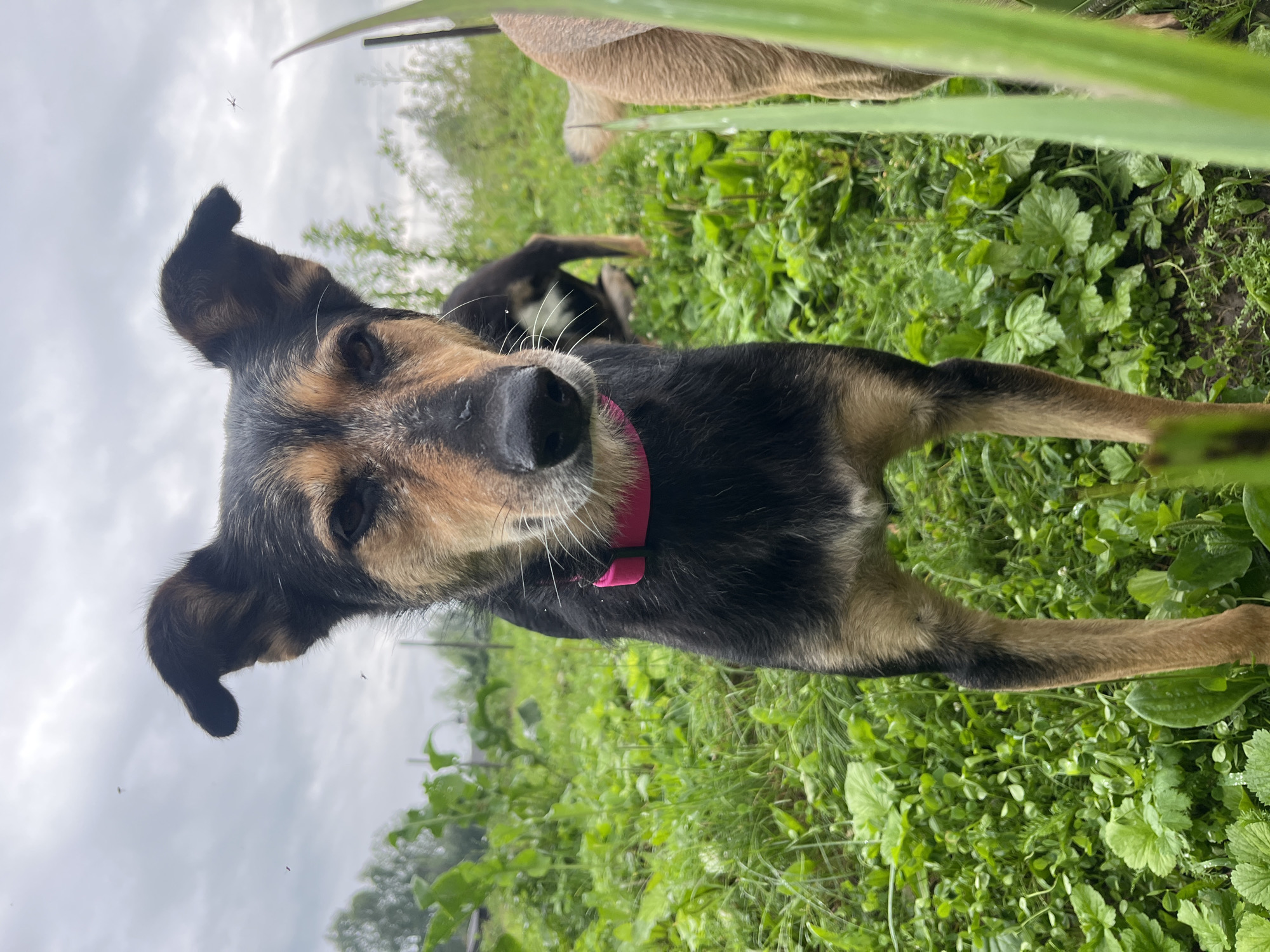 A medium shot captures a dog with black and tan fur standing in a grassy outdoor area. The dog is wearing a bright pink collar and is facing the camera directly with its ears perked up. Its fur appears slightly damp. In the background, another dog, mostly out of focus, is visible, and further back, hints of greenery suggest a rural or semi-rural setting. The sky is overcast. The overall scene implies an outdoor recreational space, possibly a yard or park, common in residential areas of Nizhny Tagil, Russia.