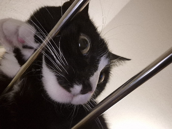 A black and white cat peers through chrome rails, its pink inner ear visible on the left. The cat's white whiskers stand out against its black fur, and its pink nose contrasts with the white fur surrounding its mouth. Its eyes are focused slightly downward, and the background is a pale, neutral color. The perspective is from below, looking up at the cat.
