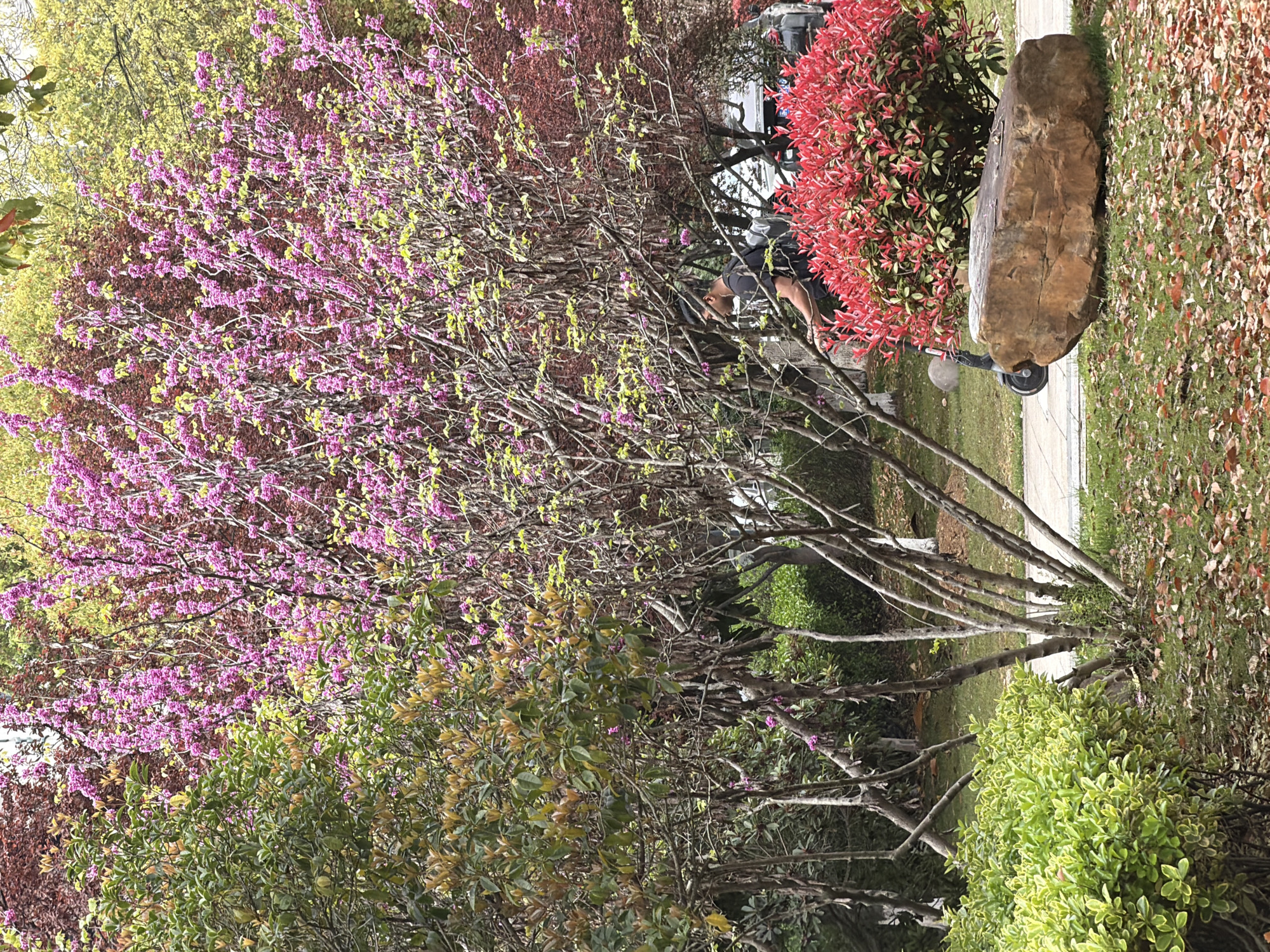 The image shows a scene in Jiangning District, China. Foreground: a flowering tree with purple blossoms and new green leaves dominates the view. Behind it are other trees with different foliage colors, ranging from light green to reddish-brown. A man with dark hair and a black shirt is present, partially obscured by the tree branches. To the right, there is a red-leaved bush near a large, uneven rock. A scooter is attached to the back of the rock. The ground is covered with grass and fallen leaves. A sidewalk cuts through the middle of the scene. Background: a glimpse of cars and buildings can be seen.
