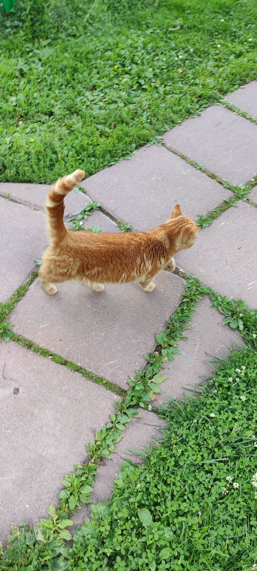 An orange tabby cat is walking on a paved pathway in a grassy area. The pathway is made of square concrete slabs. Green grass and clover with small white flowers grow between the slabs and around the pathway. The cat is in the center of the image, walking from left to right. Its tail is held high and curved. The scene appears to be outdoors.
