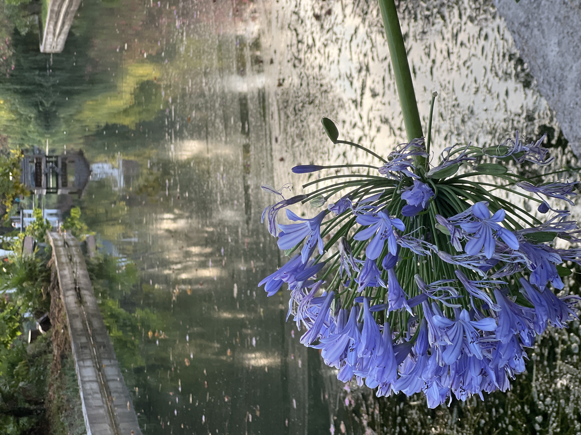 A cluster of blue Agapanthus flowers in the foreground is juxtaposed against a reflective body of water, likely a canal or pond, in the city of New Athos, Abkhazia. The water's surface is disturbed by ripples and dotted with fallen leaves, creating a textured and abstract pattern. Reflections of lush green foliage and distant structures, possibly a wooden gazebo or shelter, are visible on the water. The canal's edge is lined with concrete, and the background reveals more dense vegetation and hints of buildings, suggesting a park or garden setting within the city. No people are present in the image.