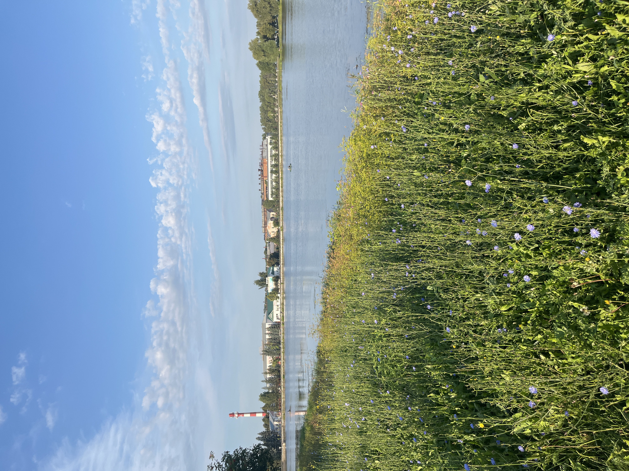 The image depicts a serene waterscape with a lush, flower-filled foreground. The scene captures a body of water, likely a river or lake, with buildings and a tall, red-and-white striped smokestack visible on the far bank. The foreground is dominated by dense green foliage dotted with small blue and yellow wildflowers. The sky above is a clear blue, with scattered white clouds. Two individuals are visible in a small boat on the water, enjoying the tranquil environment. The overall impression is one of natural beauty and peaceful coexistence with urban elements. The location is identified as the city of Tugay, Russia.