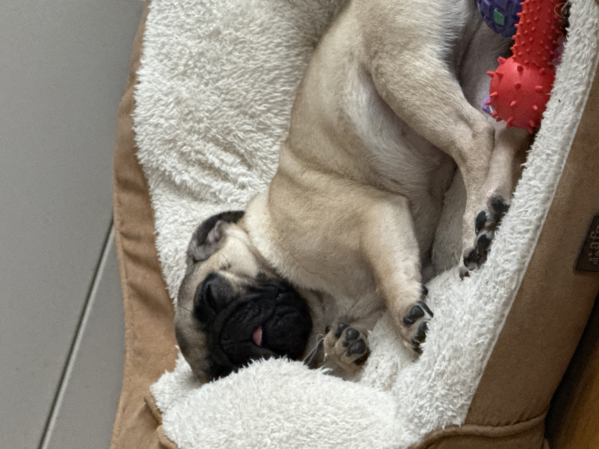 A pug puppy is sleeping in a dog bed. The bed has a brown exterior and a white, fluffy interior. The puppy is lying on its back, with its legs curled up. The puppy's tongue is slightly sticking out. A red, spiky toy is visible next to the puppy. The location is unknown.