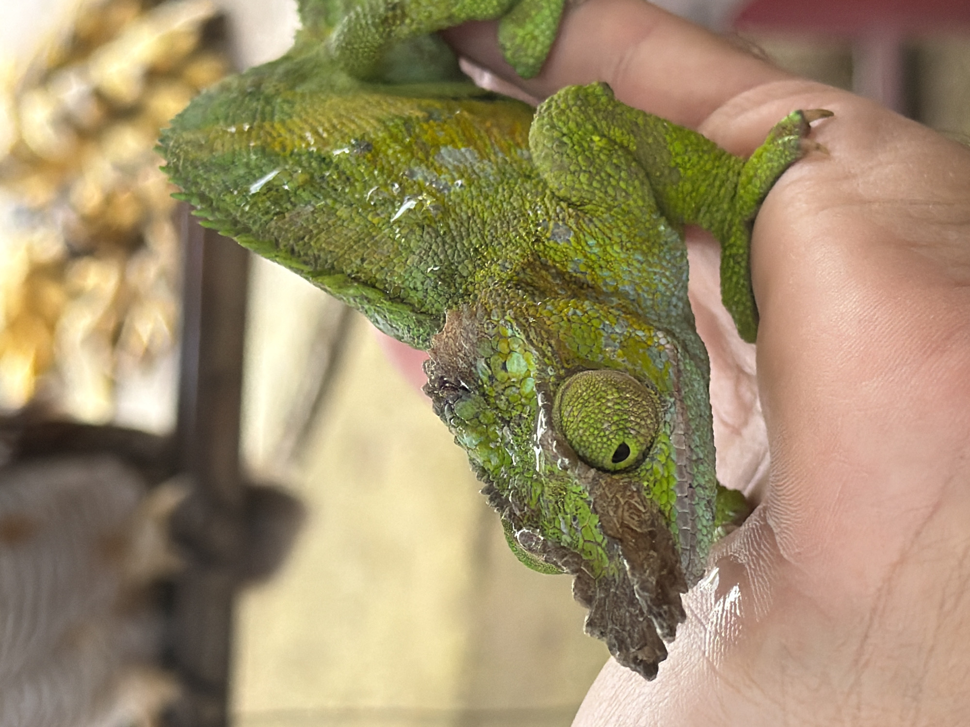 The image shows a close-up of a green chameleon being held in a person's hand. The chameleon is upside down, with its head facing downwards. Its skin is textured and appears to be a vibrant green with some yellow and white markings. The chameleon's large, distinctive eye is visible, with a black pupil. Its claws are gripping the person's finger. The background is out of focus, but appears to be an indoor setting with some yellow and brown elements. The lighting suggests it is daytime. The image was taken in Baturiti, Indonesia.