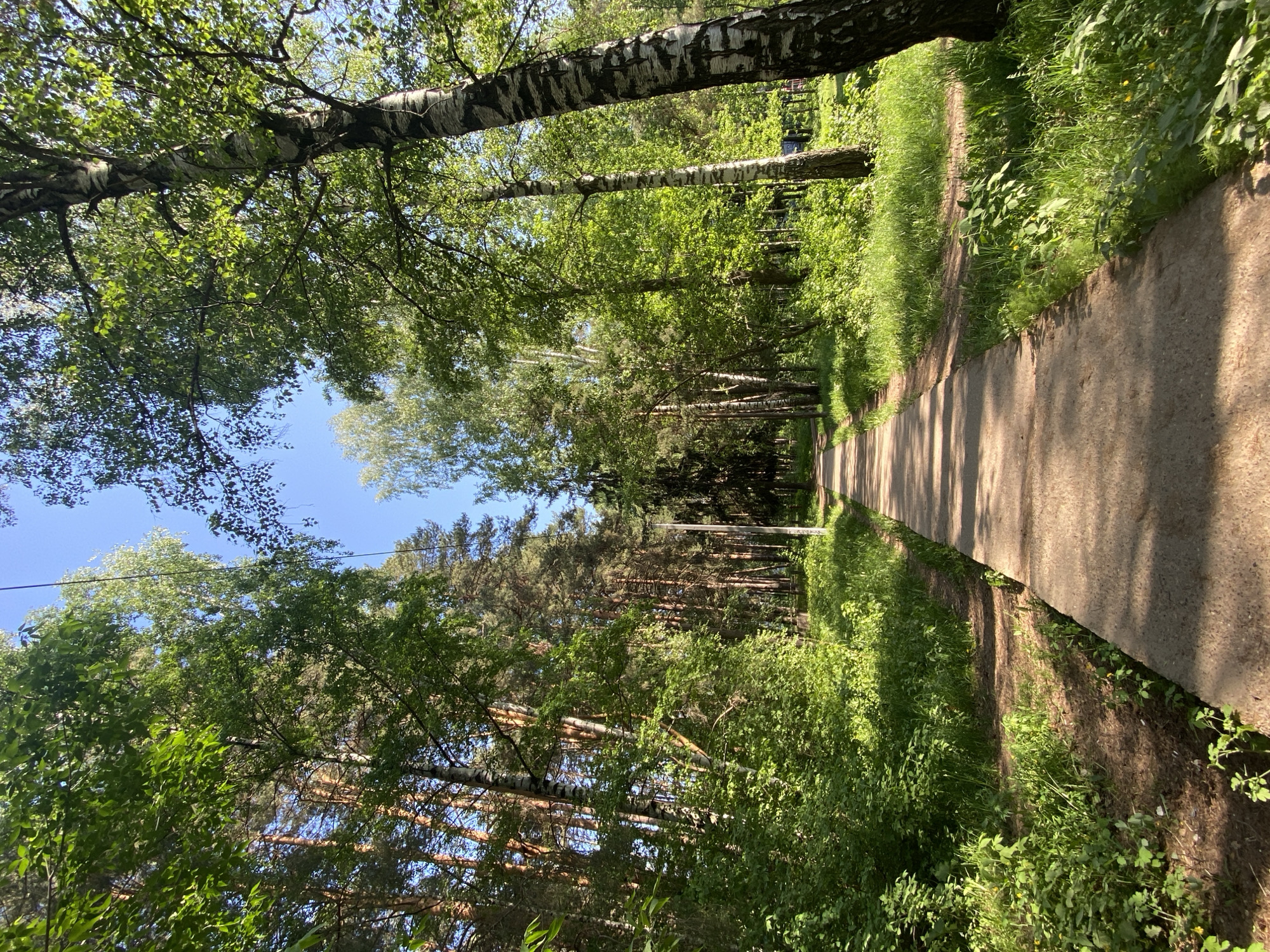 The image depicts a pathway in a park-like setting in Chaikovsky, Russia. The pathway is concrete and bisects the image diagonally. The vegetation is lush and green, with a mix of trees, shrubs, and grasses lining both sides of the path. The trees include birch, which is indicated by the characteristic black and white bark on the top of the image. The lighting suggests a sunny day.
