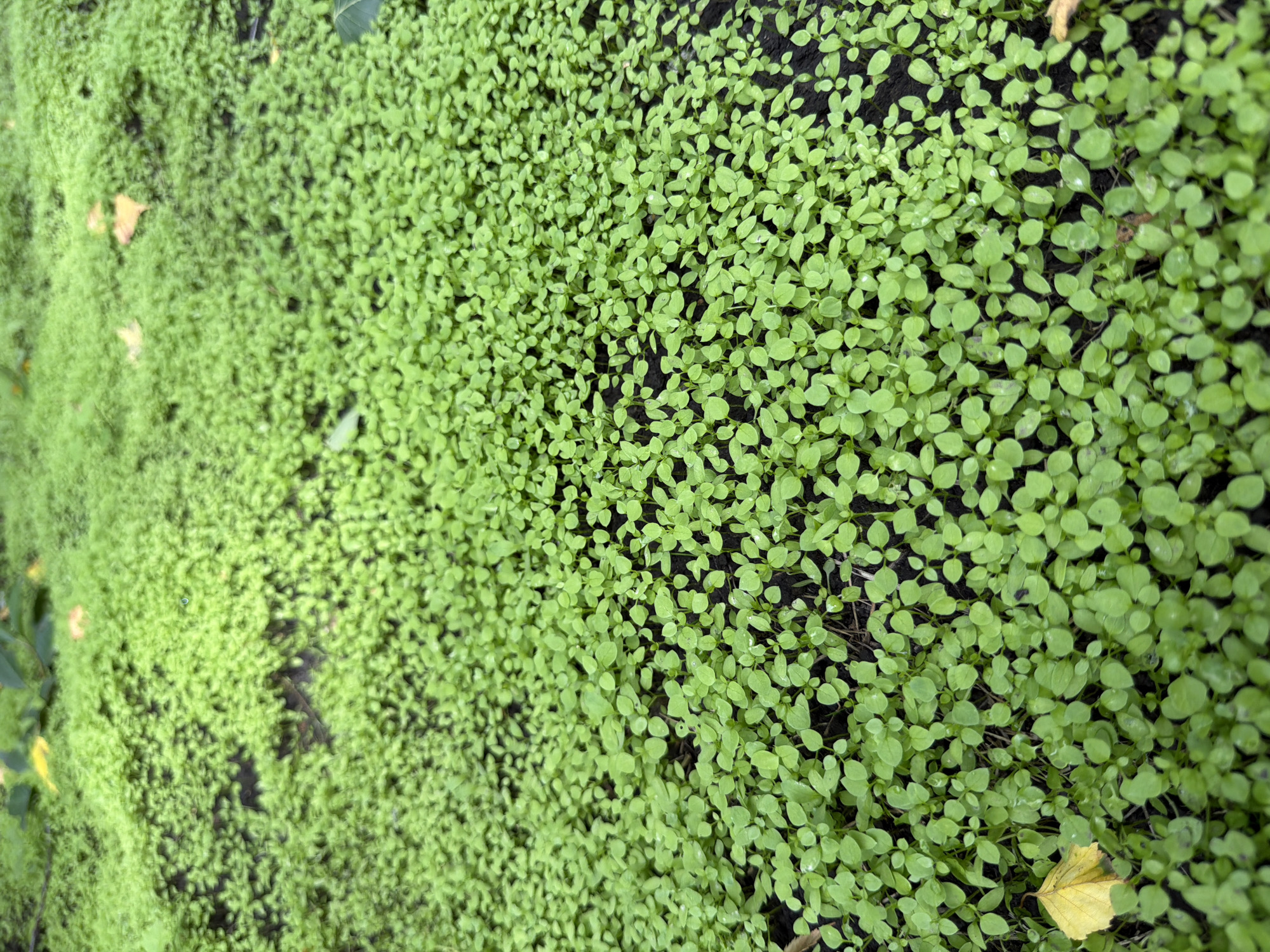 The image is a close-up, high-angle shot of a dense carpet of small, bright green seedlings. The seedlings have small, rounded leaves and are growing closely together in dark soil. The background is out of focus but appears to be more of the same vegetation, with some scattered yellow and brown leaves visible, suggesting an outdoor environment, possibly a garden or park. There are no people, animals, or man-made structures clearly visible in the frame. The lighting appears natural, casting soft shadows. The scene is static and peaceful. The provided context indicates this scene is located in Altayskiye Zori, Russia, but this information cannot be visually confirmed from the image itself.