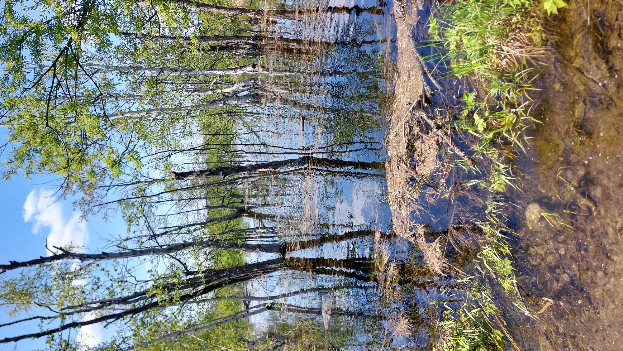The image depicts a flooded wooded area with trees partially submerged in water. The sky is blue with some white clouds. The water is reflective, showing the trees and the sky. There is vegetation along the edge of the water and debris floating on the surface. The ground beneath the water appears to be muddy and rocky. The overall impression is a natural landscape during a period of high water. The location is identified as Koryaki, Russia.