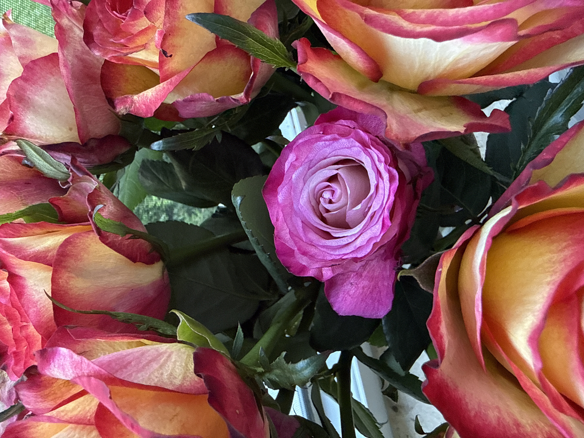 A close-up shot captures a bouquet of roses. The roses display a gradient of colors, with petals transitioning from deep pink at the edges to a lighter yellow or cream at the center. One rose in the foreground is a vibrant fuchsia, its petals tightly furled in the center and opening outwards. Dark green leaves provide a backdrop for the blooms. The setting appears to be indoors, possibly near a window, as indicated by the presence of a white horizontal surface and a subtle hint of outdoor greenery in the background. There are no people or animals present in the image. The scene is static and focuses solely on the floral arrangement. There is no information that suggests a location in Bad Sachsa, Germany.