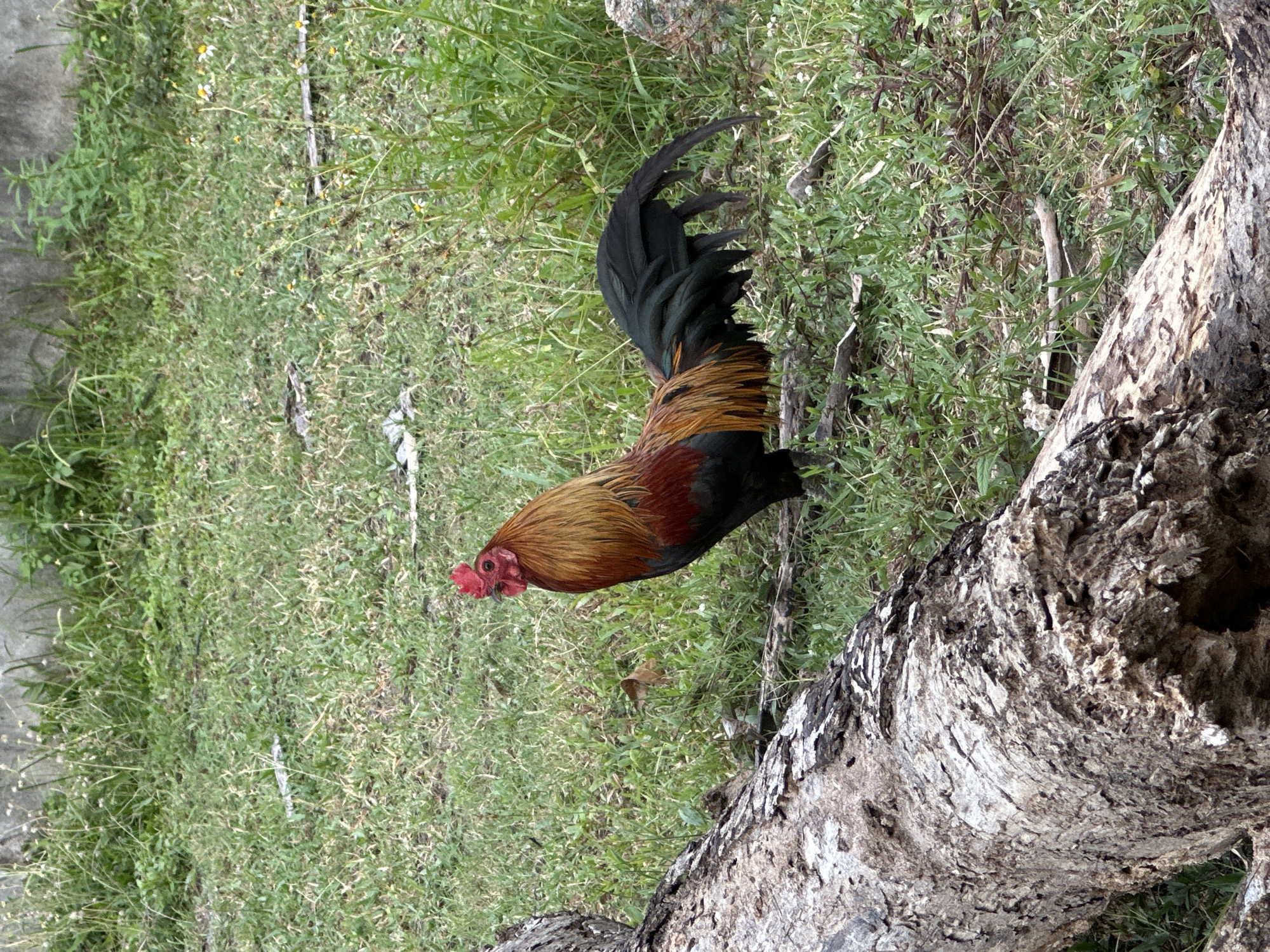In Baan Mae Nam, Thailand, a rooster stands on a grassy area next to a fallen tree trunk. The rooster is dark with reddish-brown and gold feathers, and a bright red comb and wattle. The ground is covered in green grass and some sparse weeds and small white and yellow wildflowers. A large, rough, light-colored log lies in the foreground, partially obscuring the lower left portion of the image. In the background, there is a concrete wall and more vegetation. The scene is outdoors during the daytime.